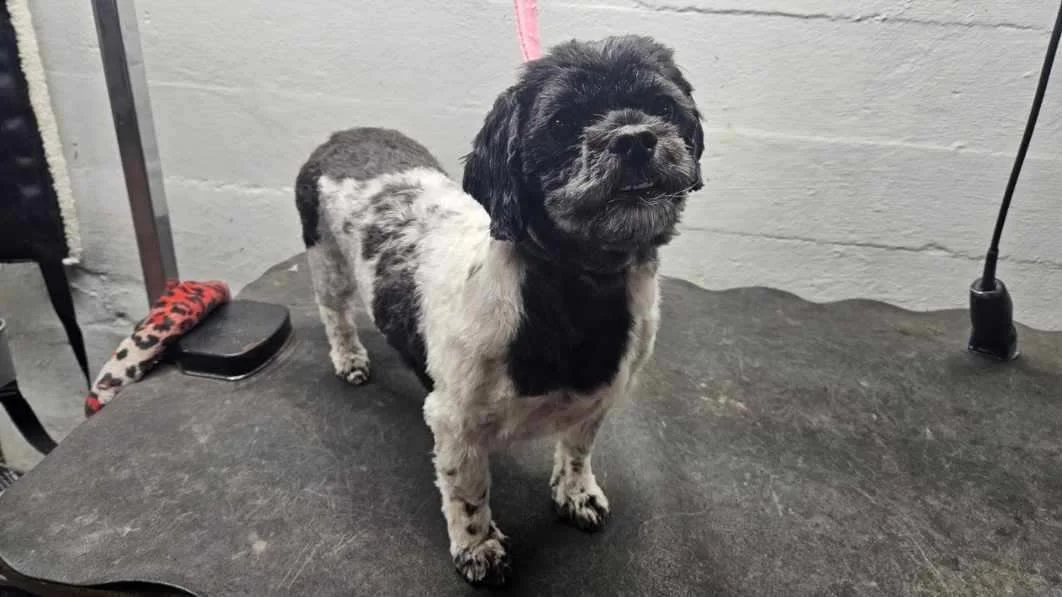 Small dog with black and white fur standing on a grooming table.