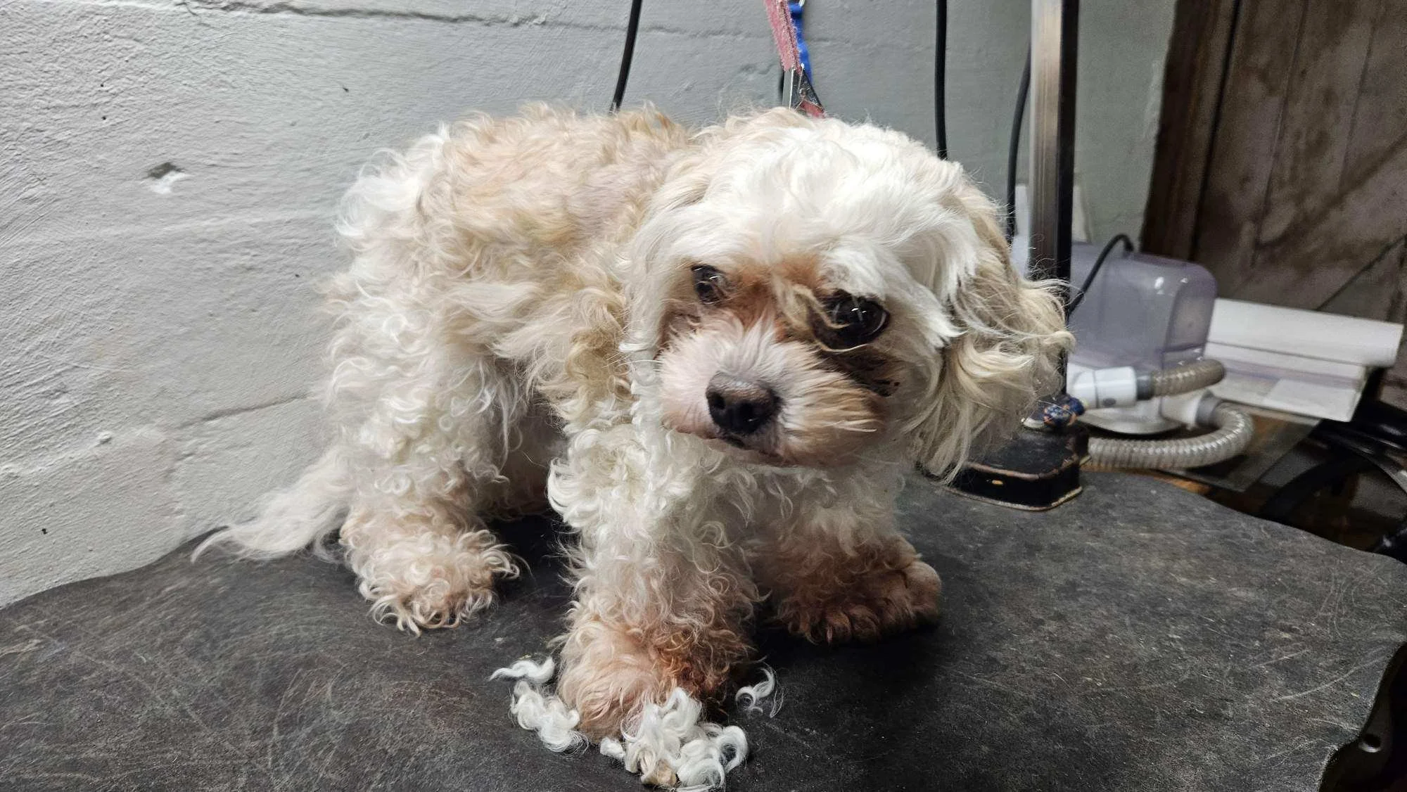 Small curly-coated beige and white dog with dark eyes and a black nose, standing on a black grooming table in a grooming area, with a white wall and grooming equipment visible in the background.