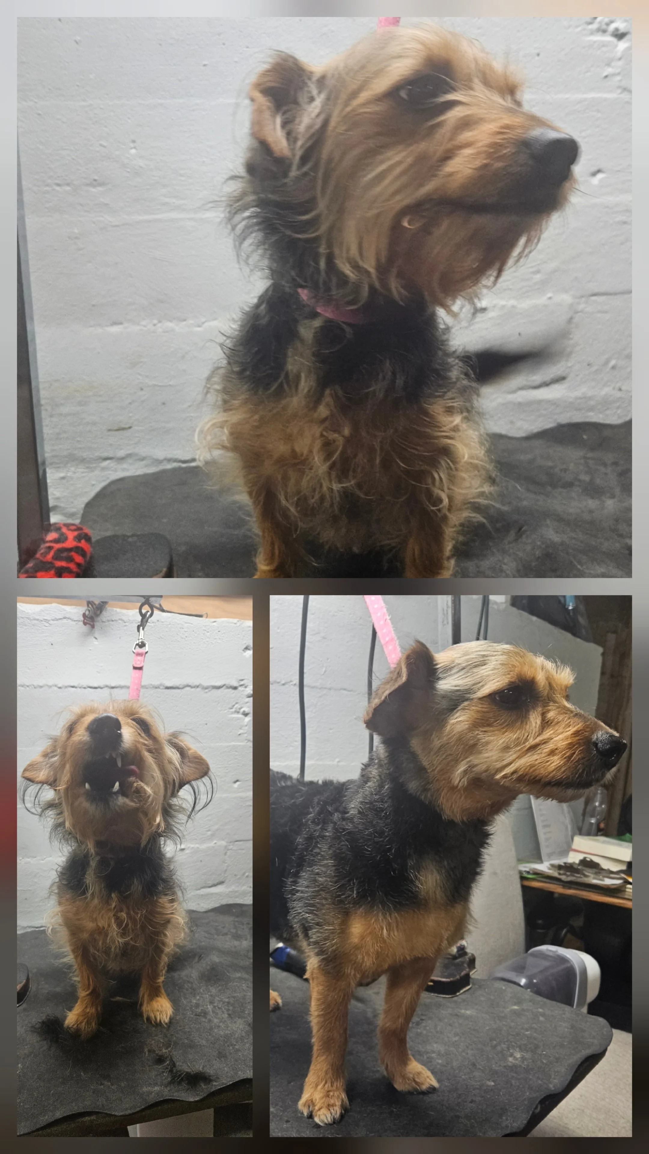 Collage of three photos of a small, mixed-breed dog with a wiry coat, showing different angles. The dog has a tan and black coat, with a wirey face and expressive eyes, and is on a grooming table in a grooming salon.