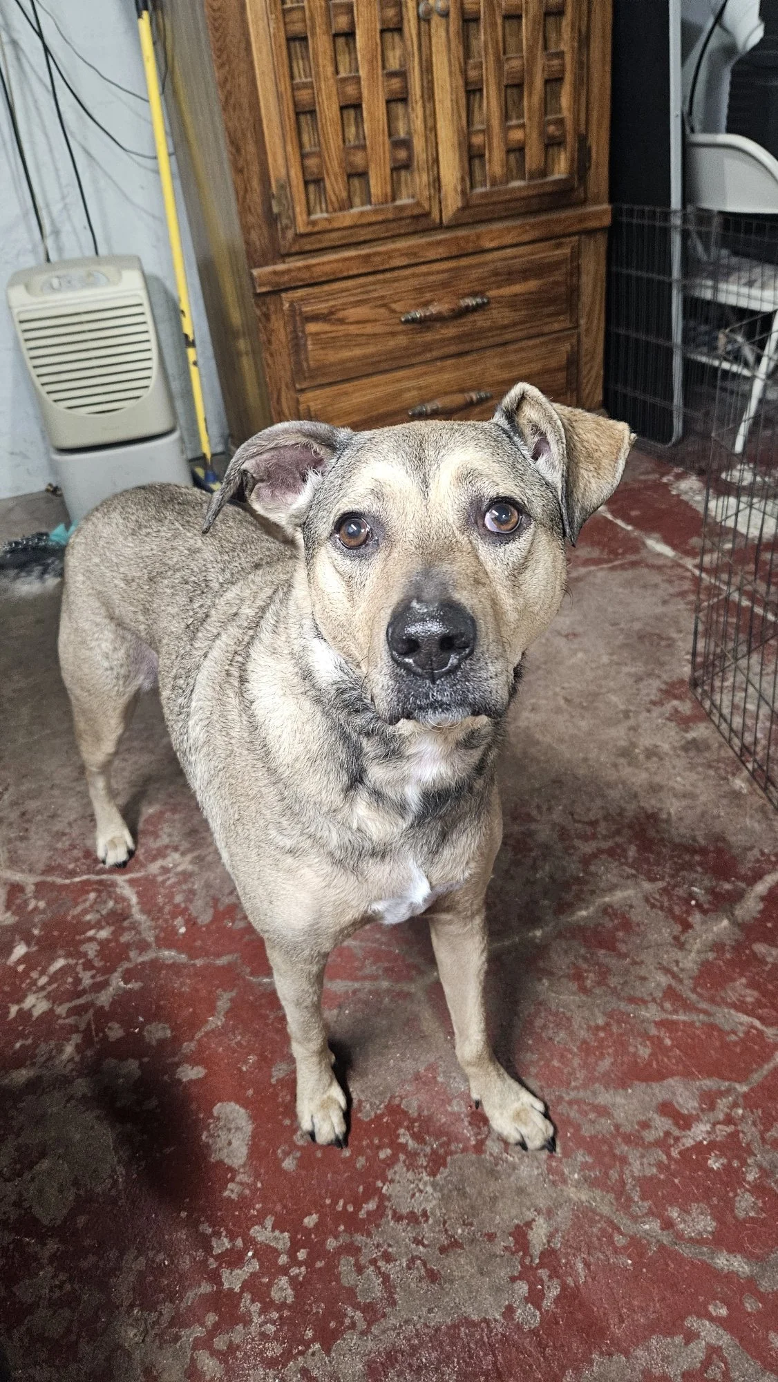 A tan and gray mixed breed dog with a black nose and expressive eyes standing indoors on a red concrete floor, with wooden furniture and a black wire crate in the background.