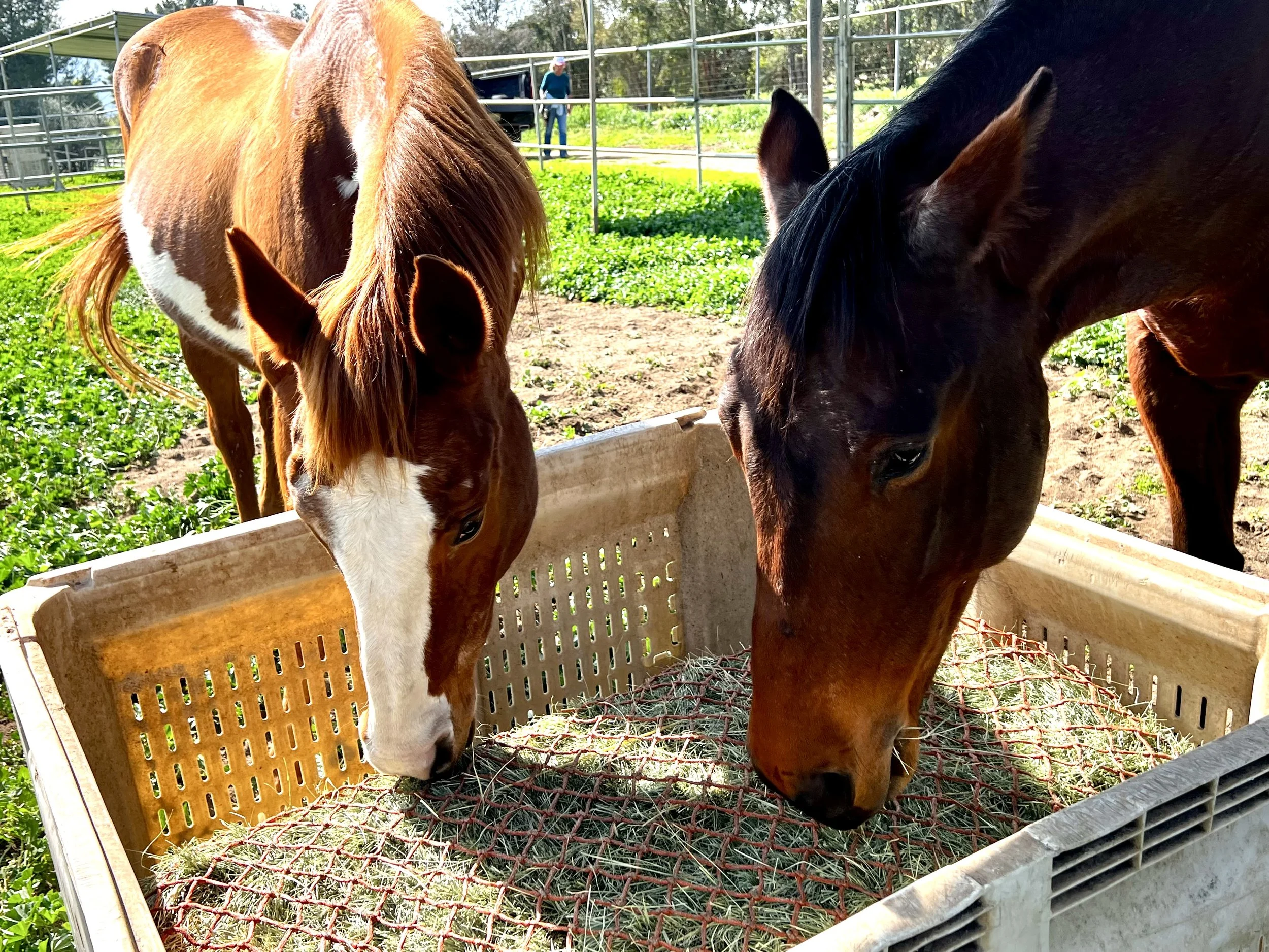 Two horses eating hay in a large, outdoor farm pen, with green grass, trees, and a fence in the background.