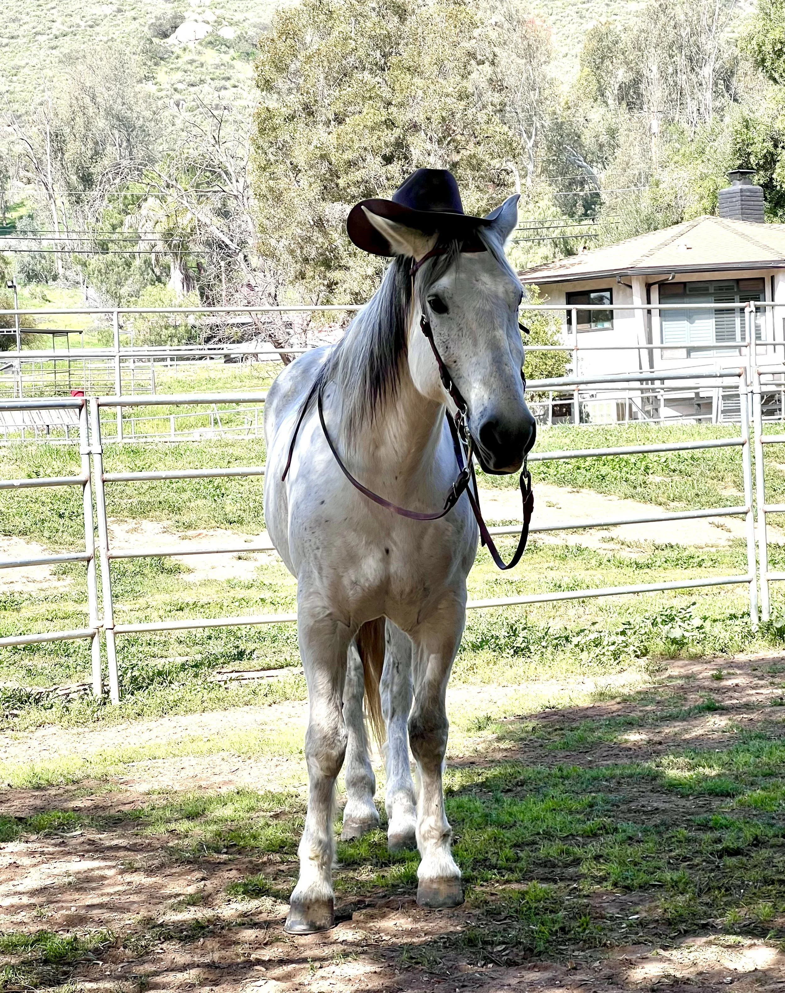 A white horse wearing a black cowboy hat stands in a paddock on a sunny day, with a house and trees in the background.