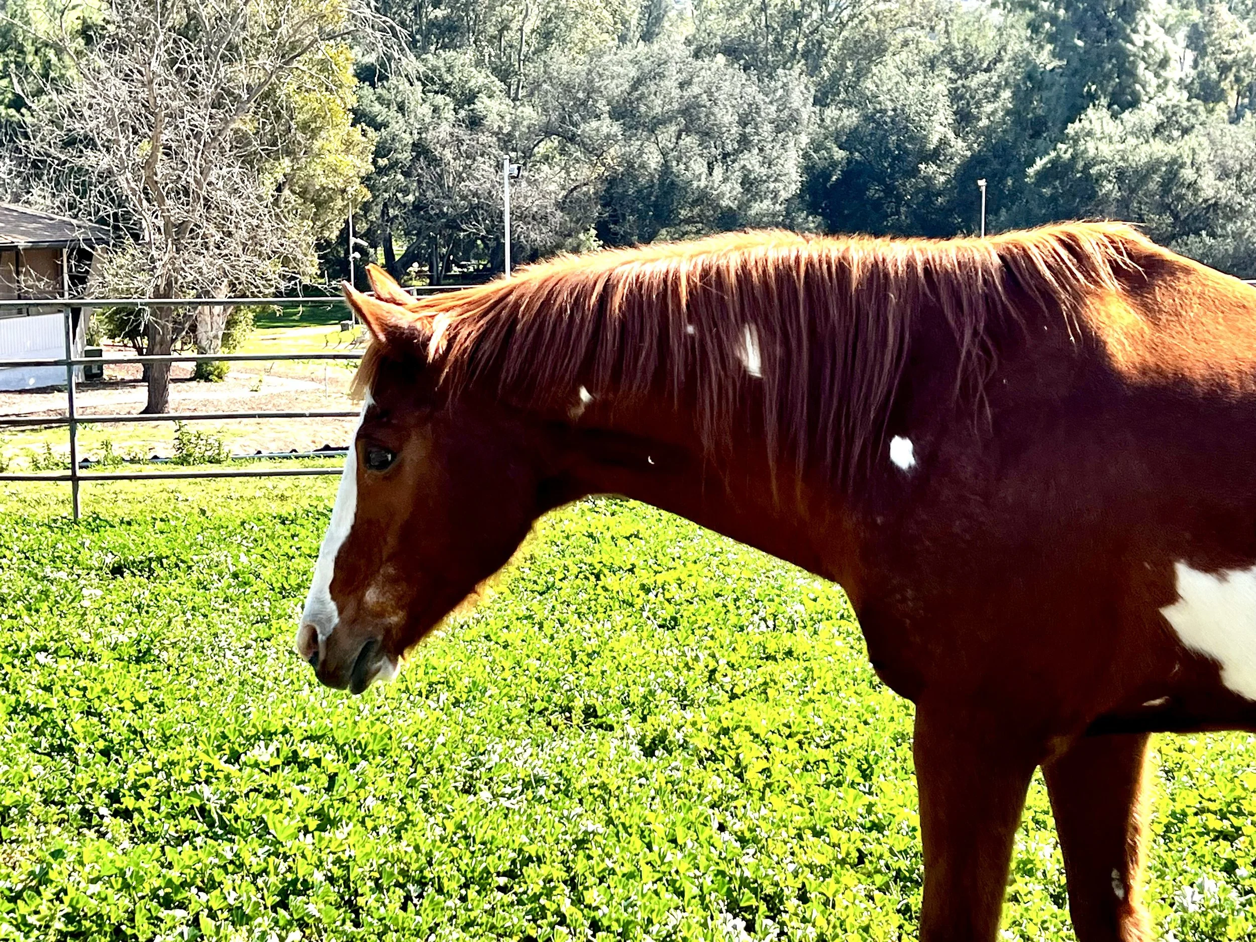 Side view of a brown horse with a white face and spots grazing in a green field, with trees and a fence in the background on a sunny day.