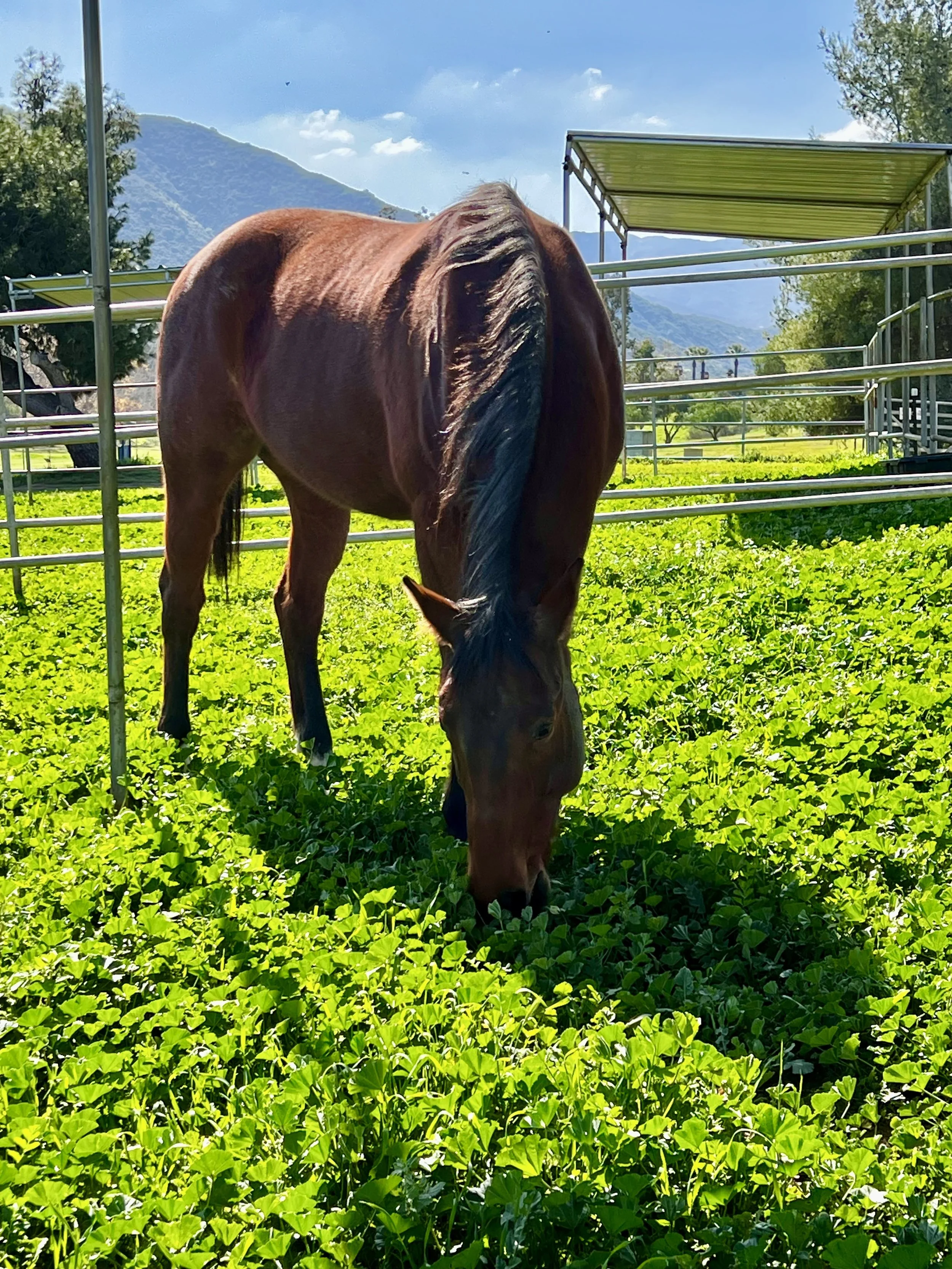 A brown horse grazing on green grass in a fenced pasture with mountains and a partly cloudy sky in the background.