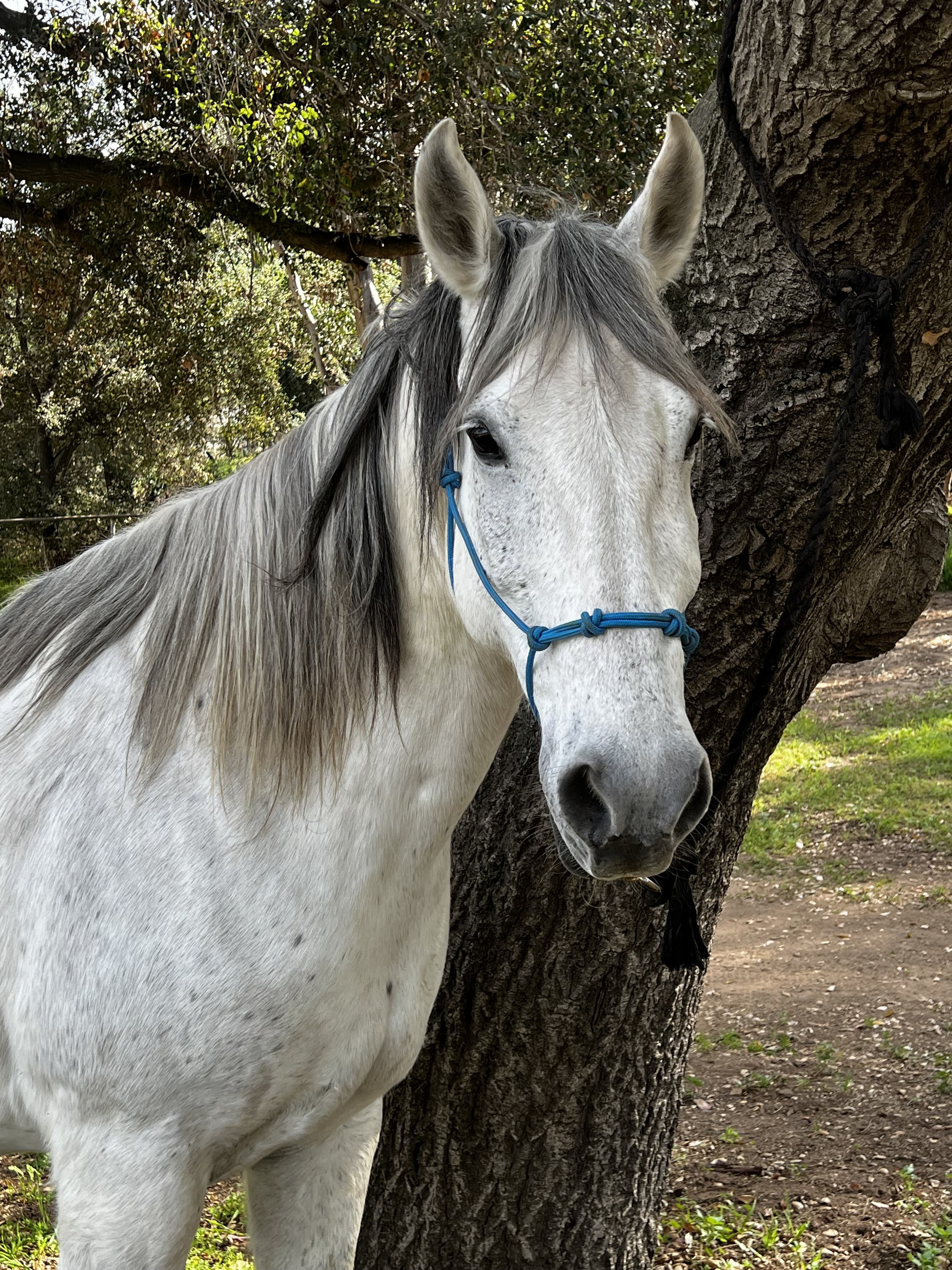 A gray and white horse with dark mane standing next to a large tree, wearing a blue halter, outdoors near green grass and trees.