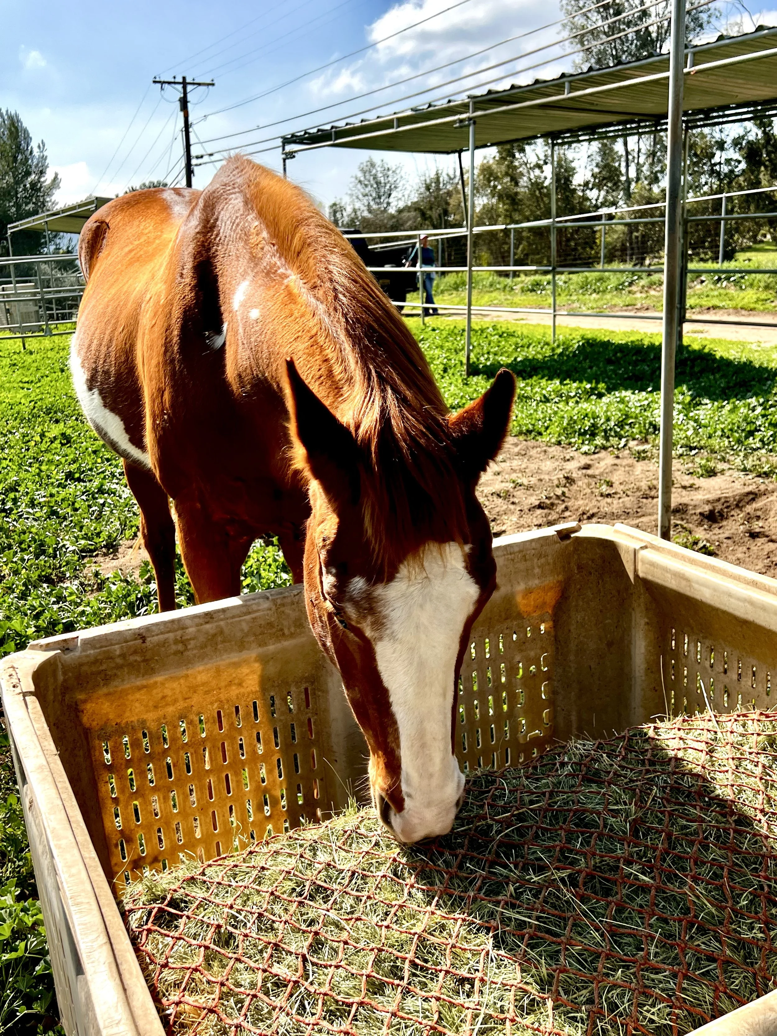 A brown and white horse eating hay from a wooden hay feeder outdoors on a sunny day.