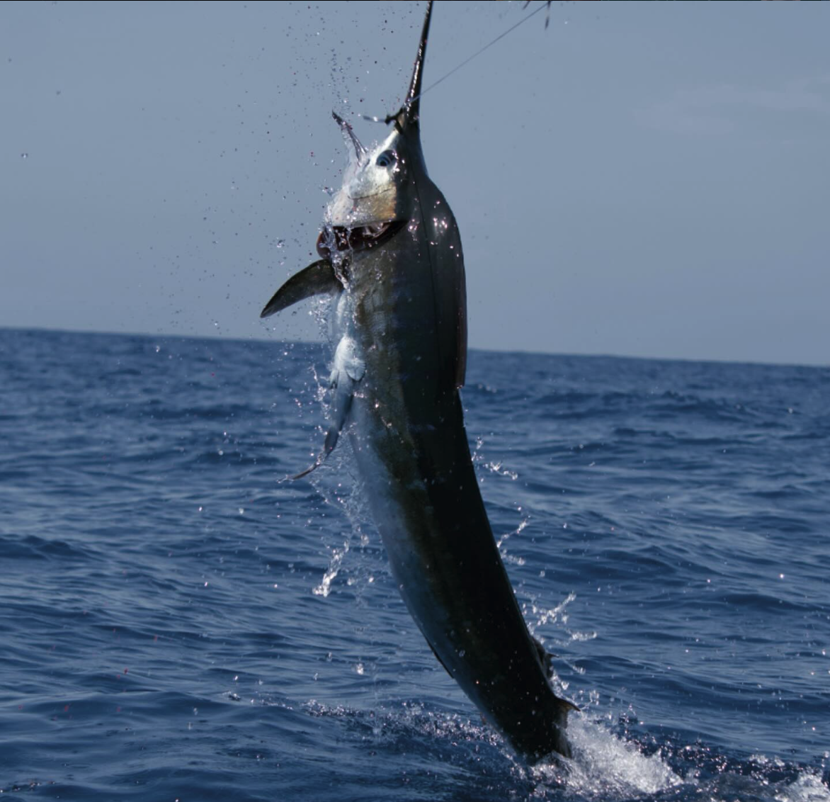 A marlin fish jumping out of the water after being caught on a fishing line.