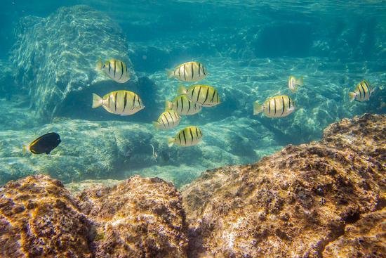 School of striped fish swimming near rocky underwater surface.