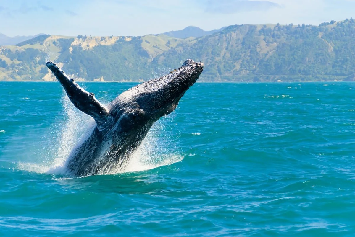 A humpback whale breaching the ocean surface with mountainous land in the background.