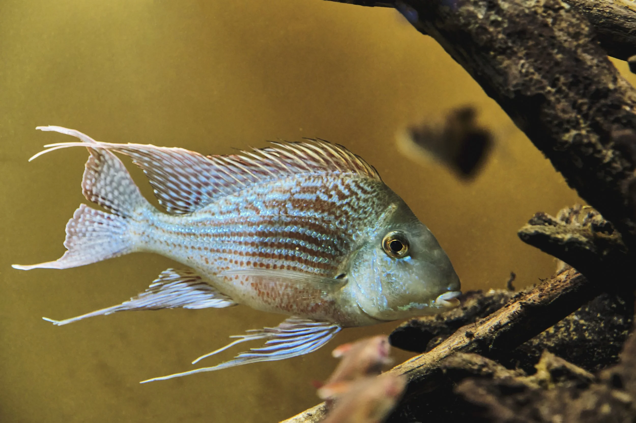 Colorful fish swimming near a piece of wood in an aquarium.