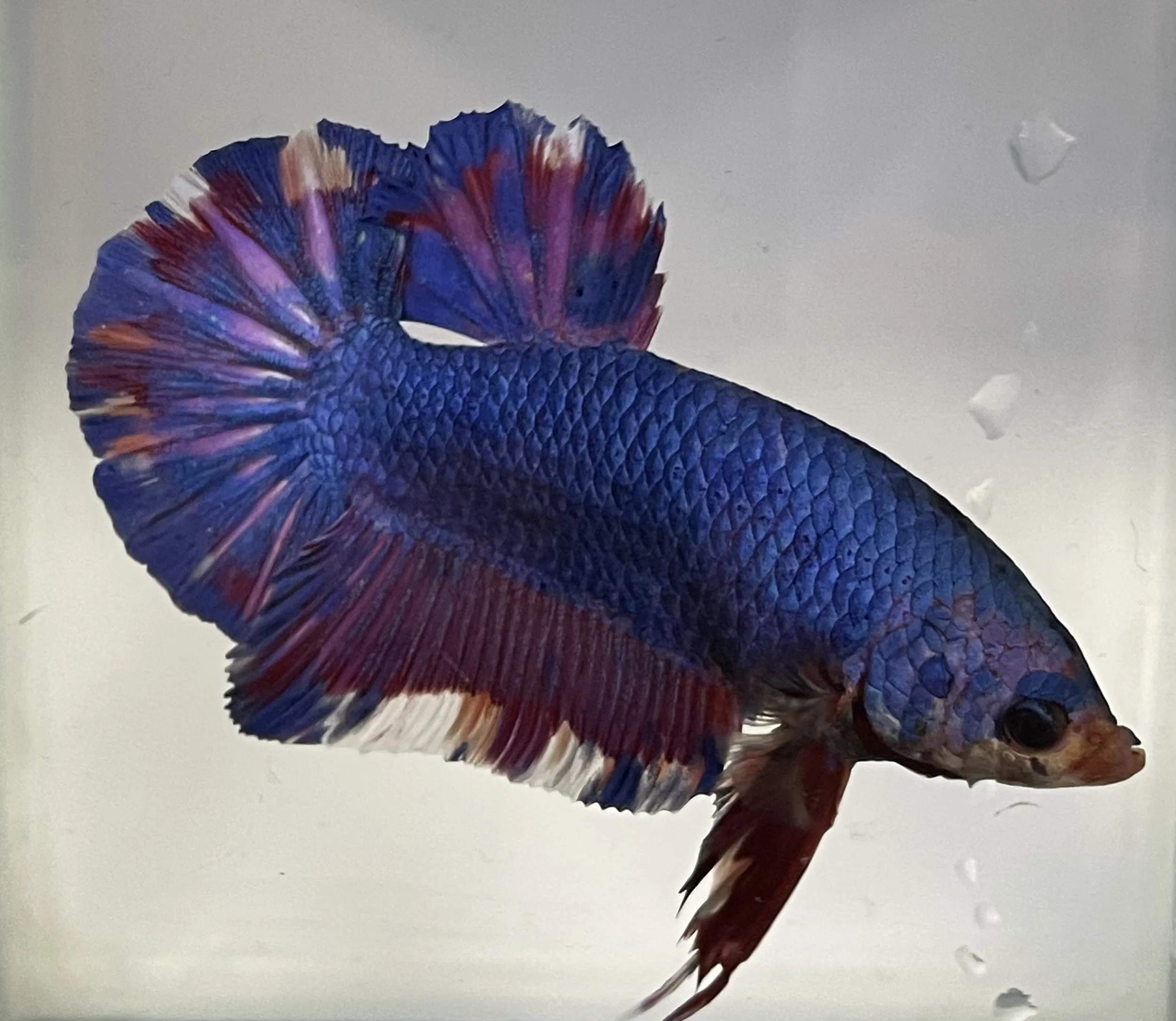 A colorful betta fish with blue, red, and purple scales and flowing fins swimming in water.
