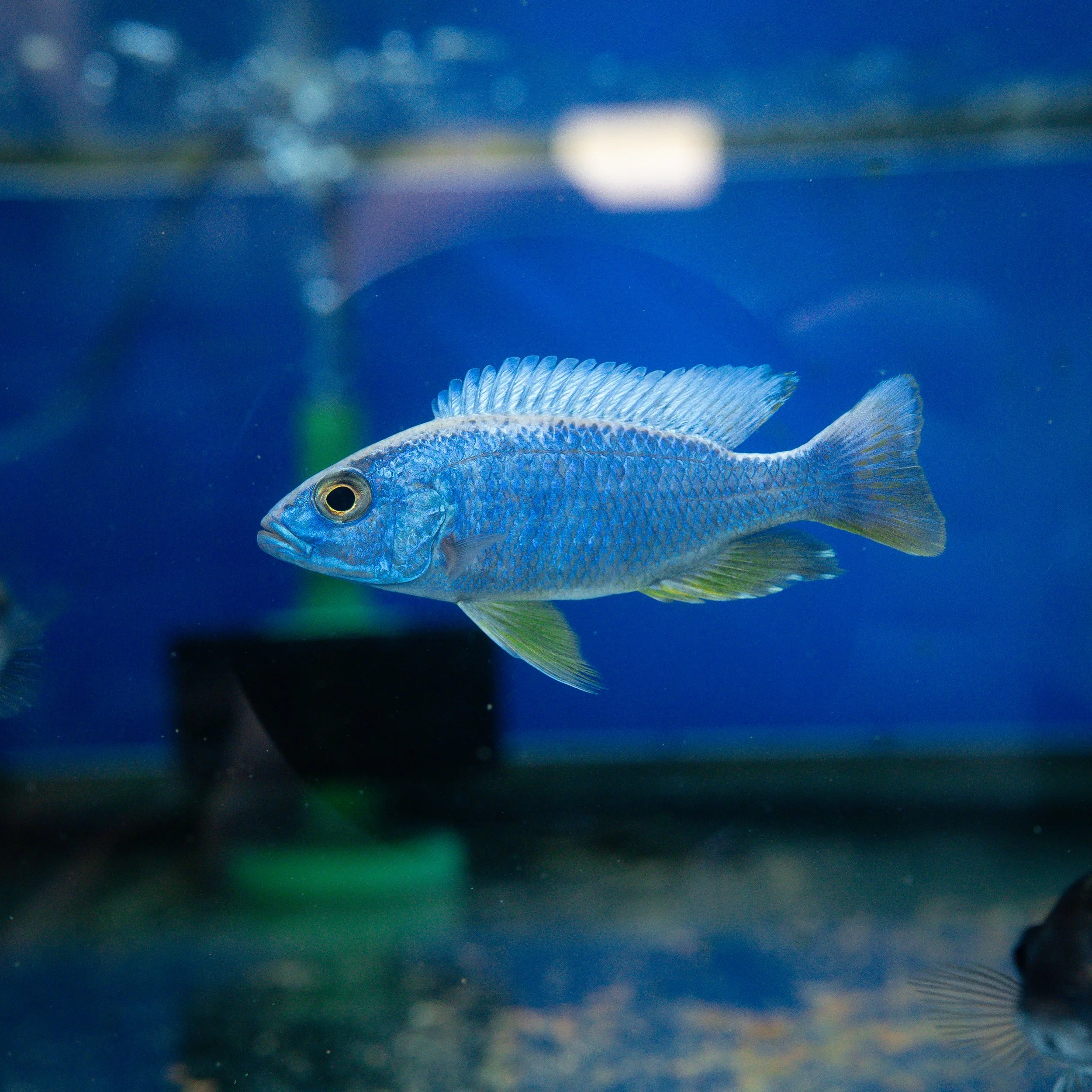 A blue fish swimming in an aquarium with a blue background.