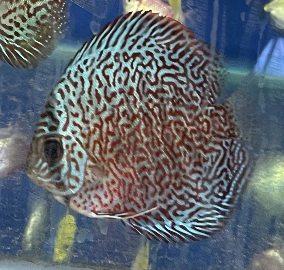 A colorful discus fish with red and white maze-like pattern swimming in an aquarium.