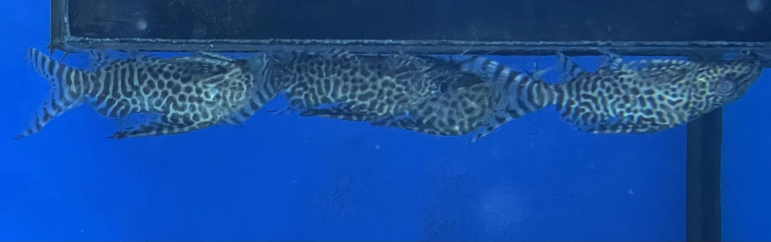 Two spotted fish swimming side by side in an aquarium, viewed from underneath, with blue water background.