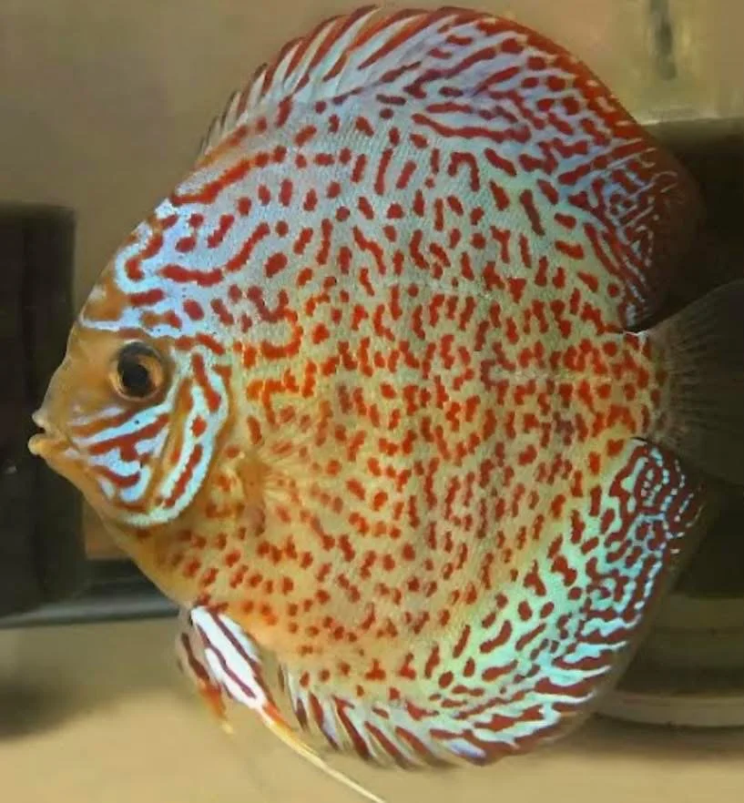 A colorful discus fish with orange, white, and blue patterns swimming in an aquarium.
