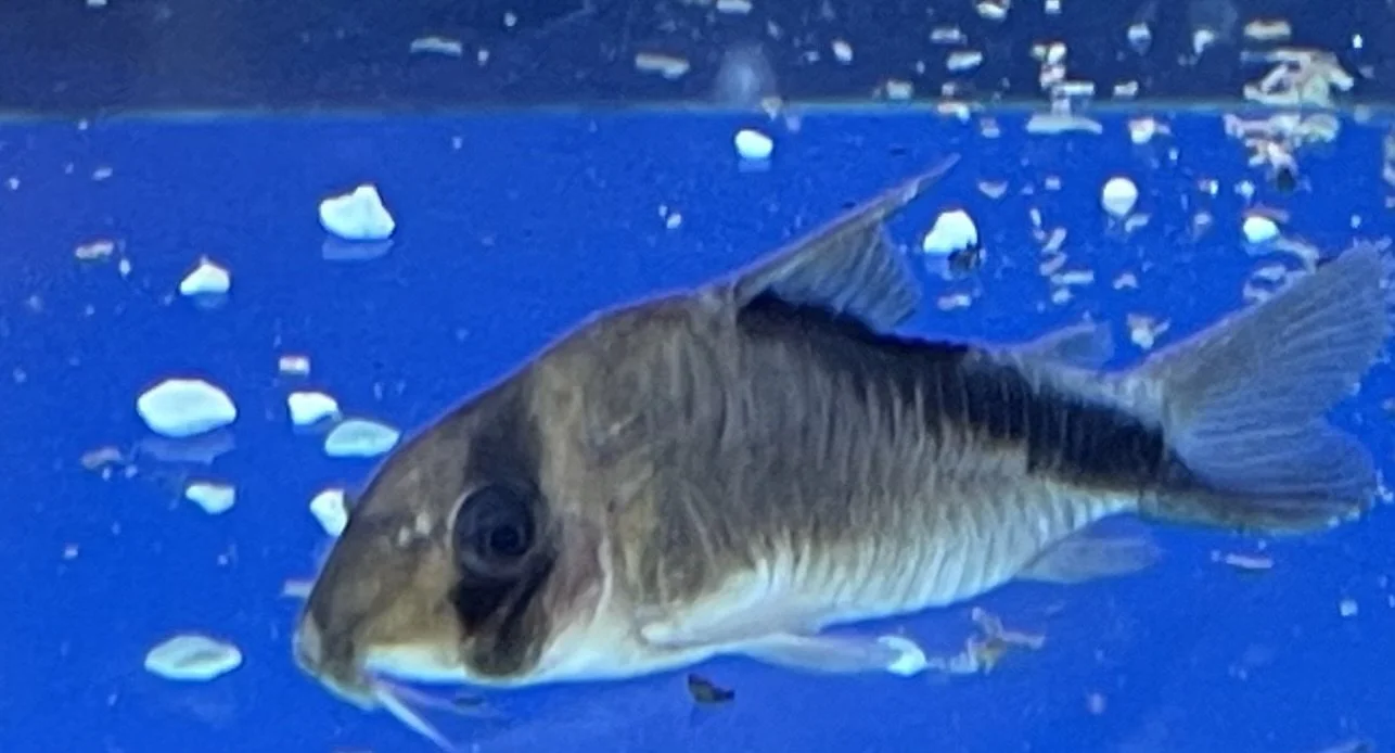 A fish swimming in an aquarium with small white gravel at the bottom.