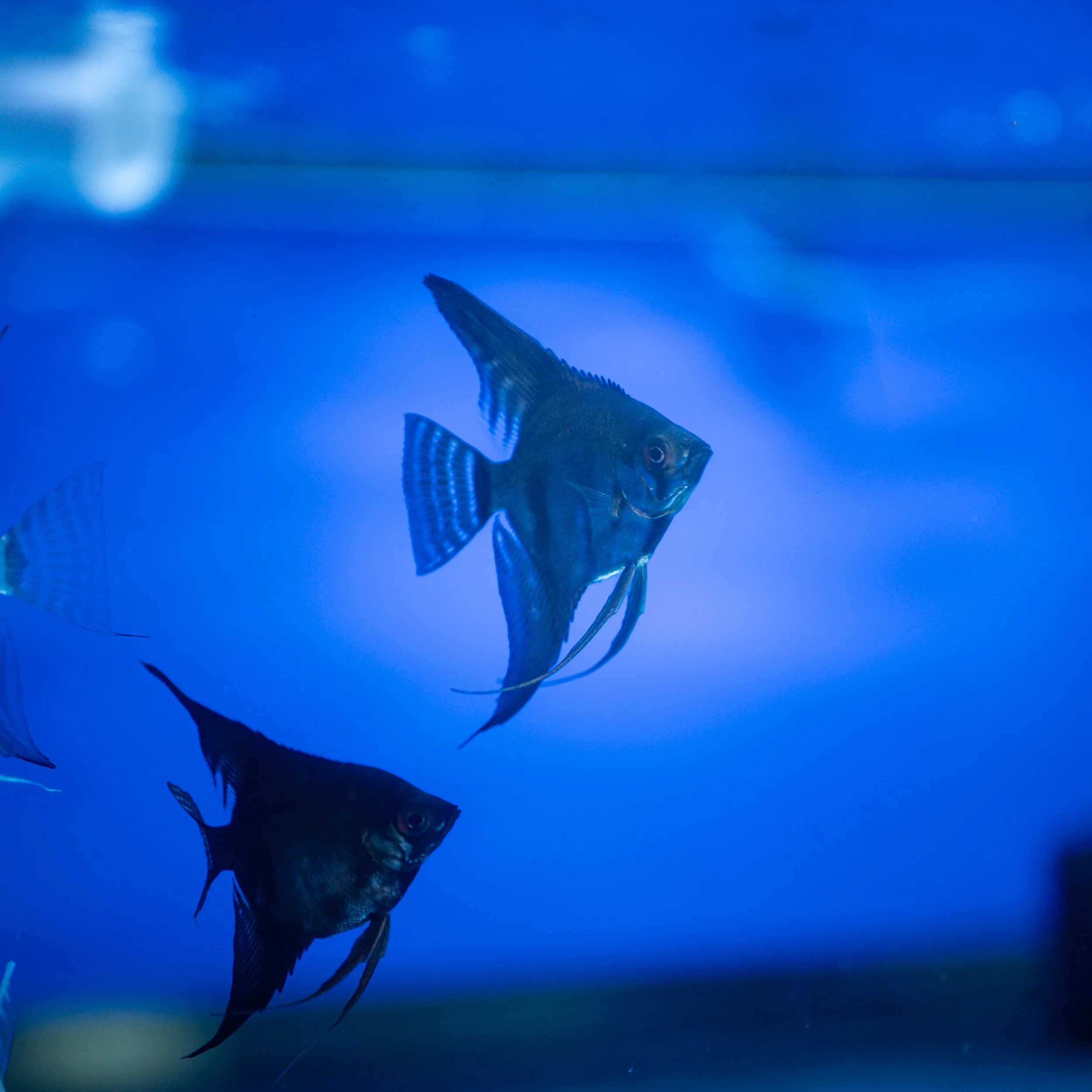 Two angelfish swimming in an aquarium with a blue backdrop.