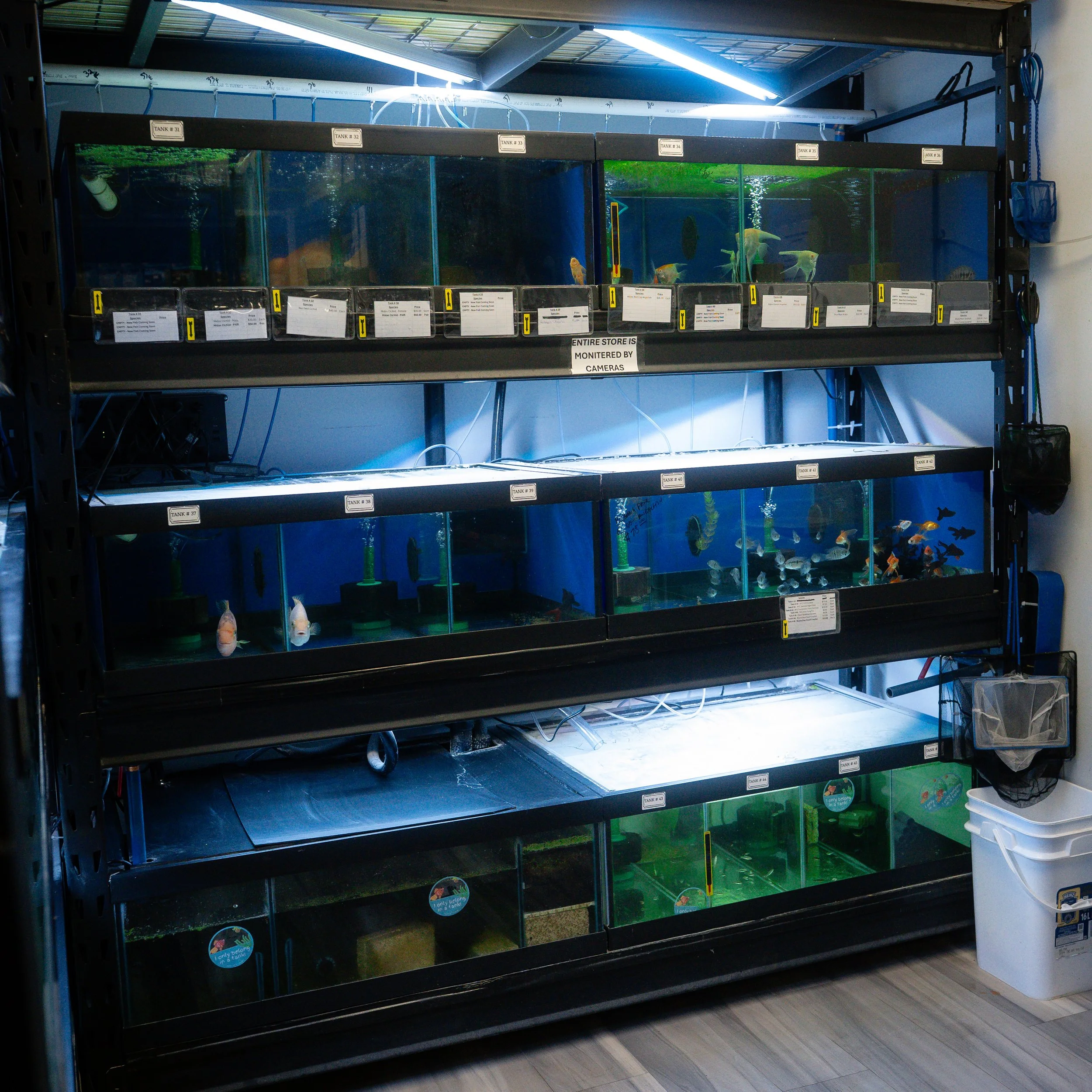 A display shelf with multiple aquariums, containing various fish, in a pet store. The aquariums are arranged on three levels, with labels and notes attached, and the store's monitoring system is noted to be camera-monitored.