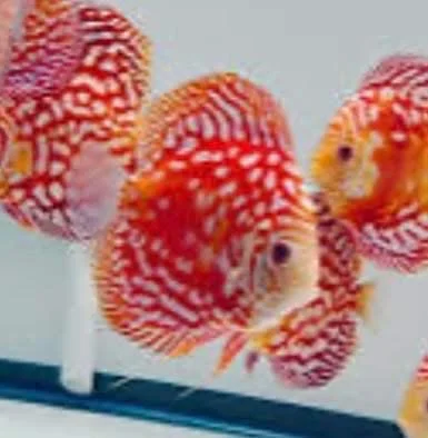 Three colorful discus fish with red and white patterns swimming in an aquarium.