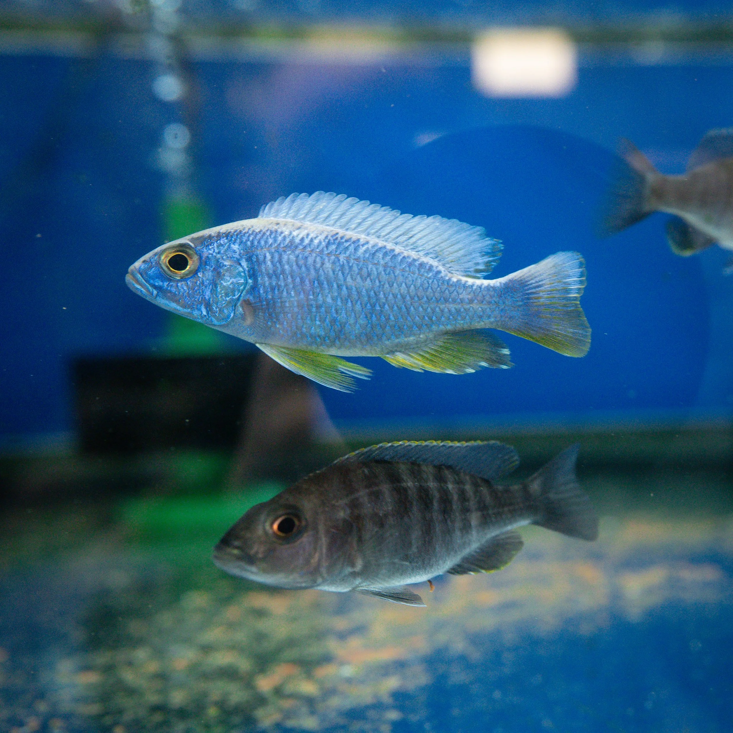 Two fish swimming in an aquarium, one blue and one dark gray, with blurred background and water reflections.