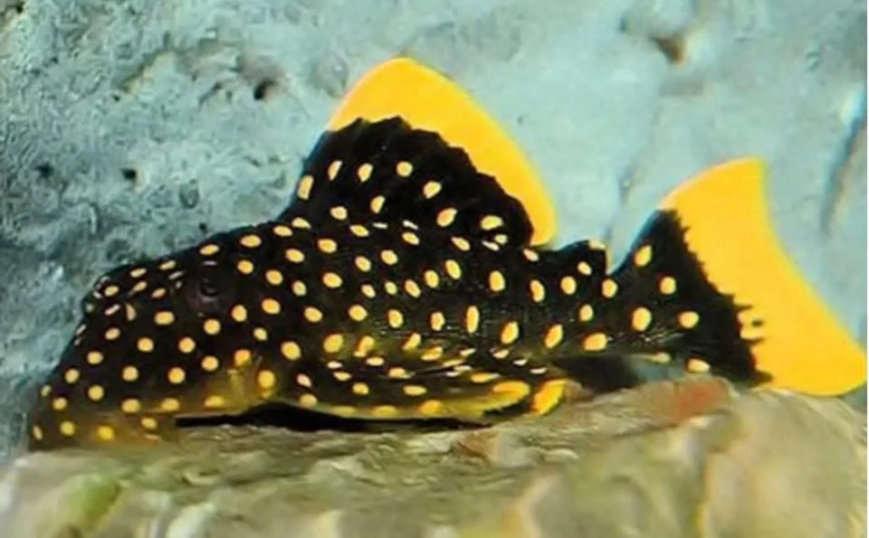 A black fish with yellow spots and yellow fins resting on the ocean floor.