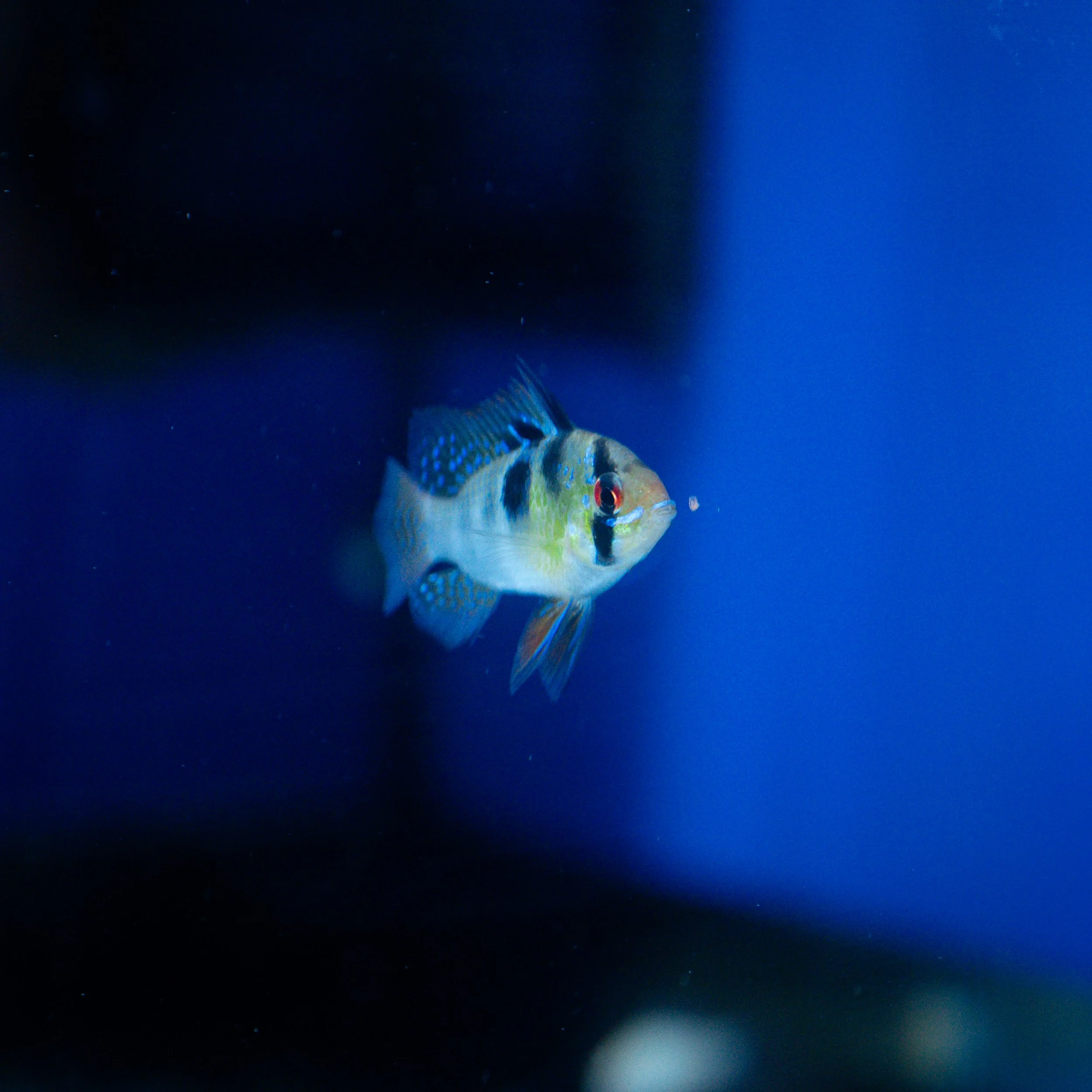 Colorful fish swimming in an aquarium with dark and blue background.