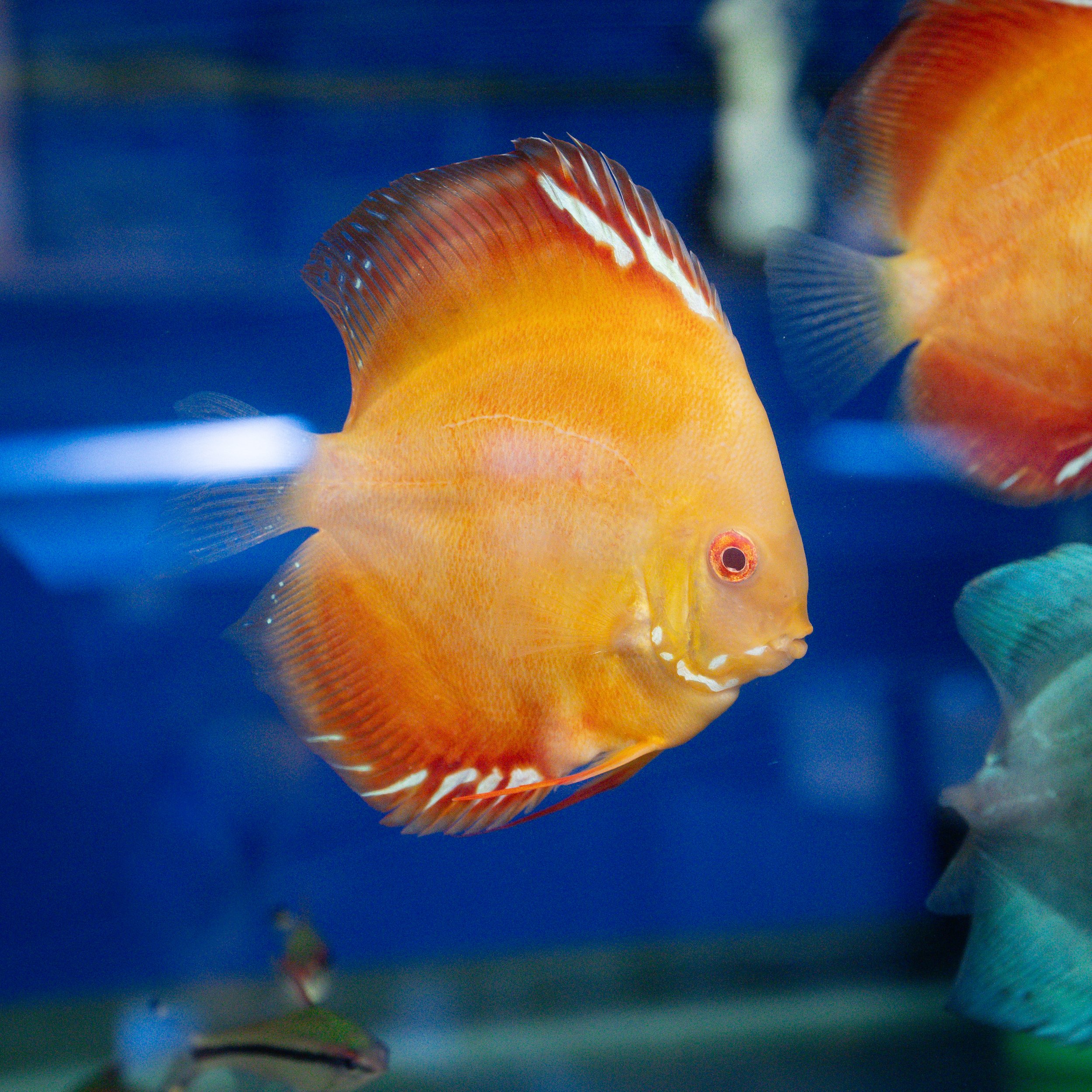 A bright orange and yellow discus fish swimming in an aquarium.
