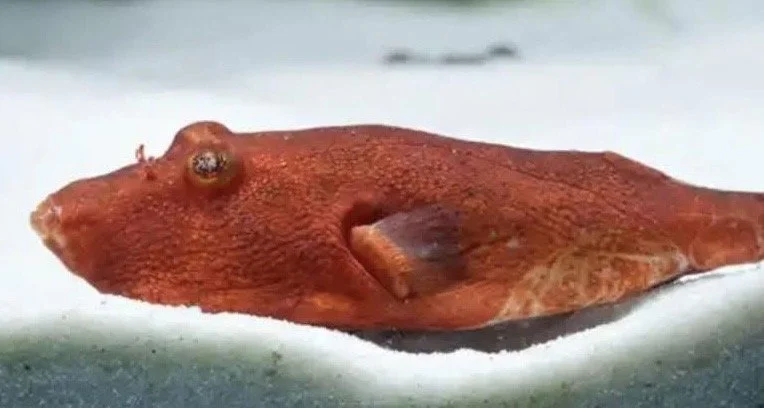 A reddish-orange fish with a flattened body and small fins, blending with a red-colored object on a blue surface.