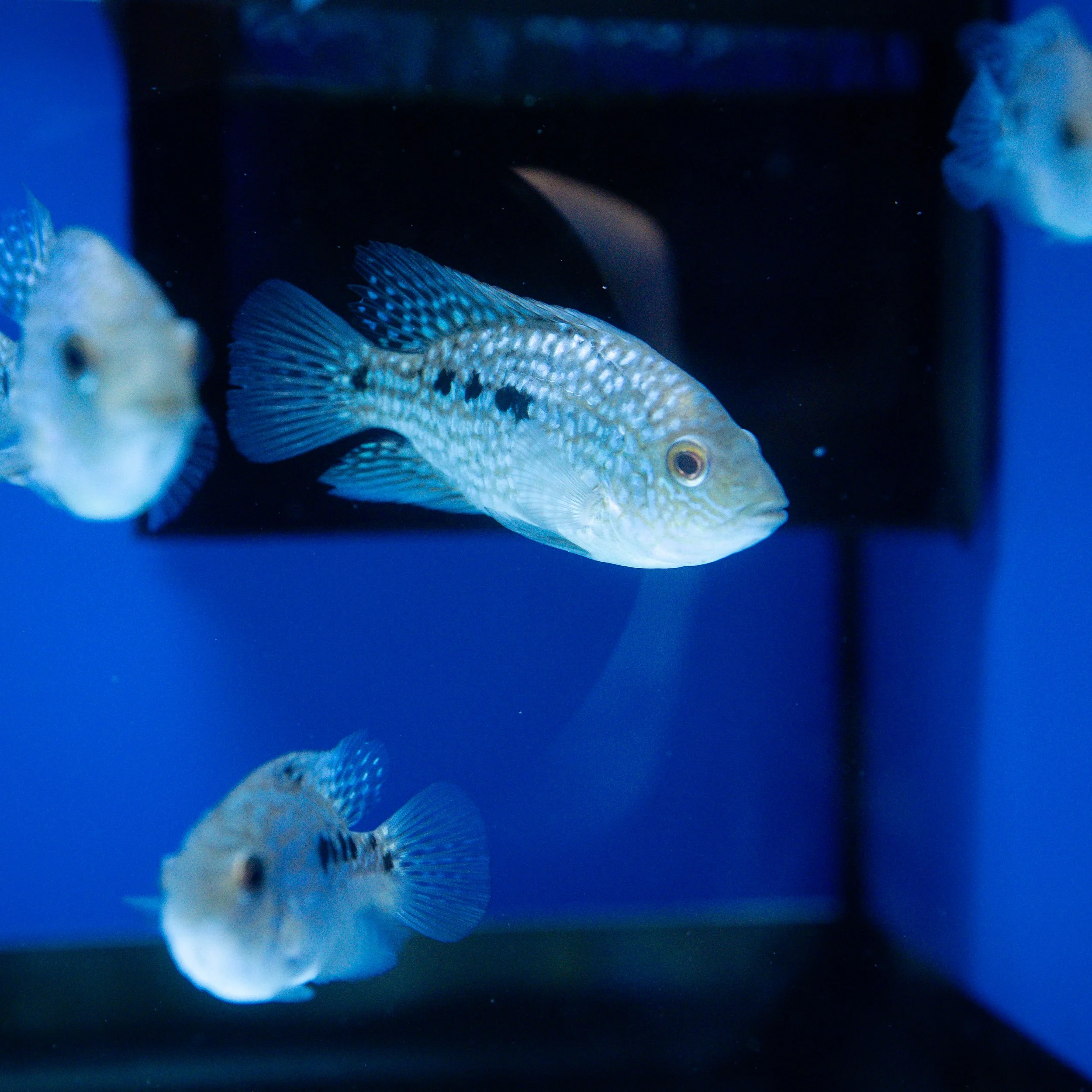 Colorful fish swimming in a blue aquarium.