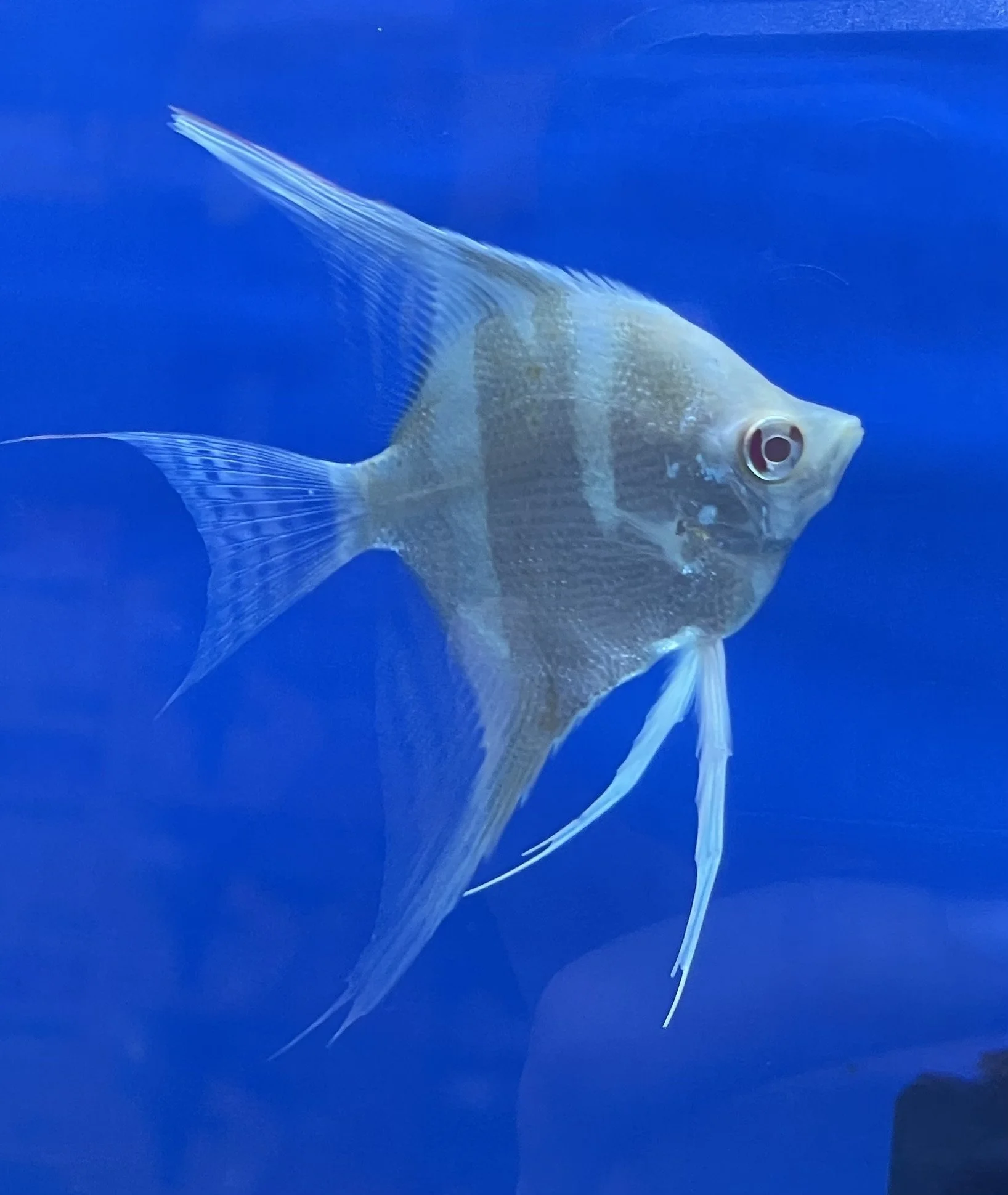 A silver angelfish swimming in a blue aquarium.