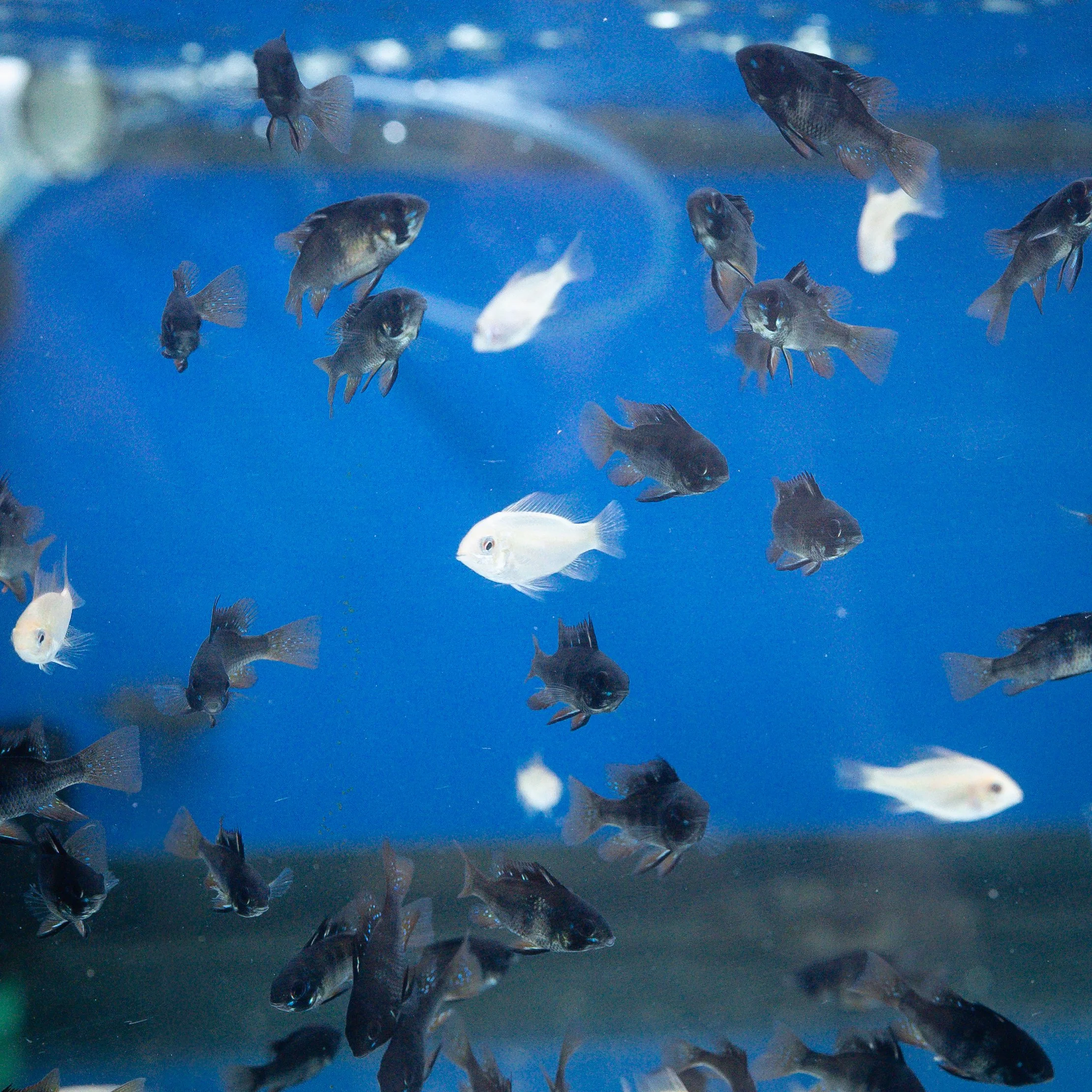 A group of small black and white fish swimming in an aquarium with a blue background.