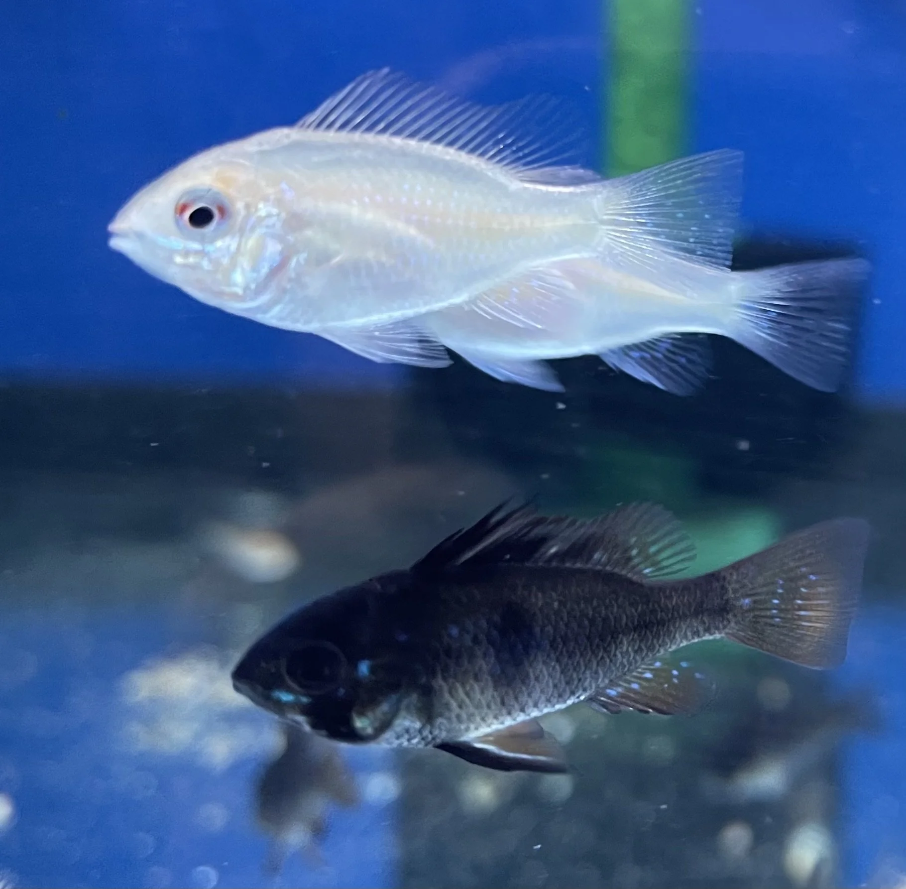 Two fish swimming in an aquarium, one white and one black.