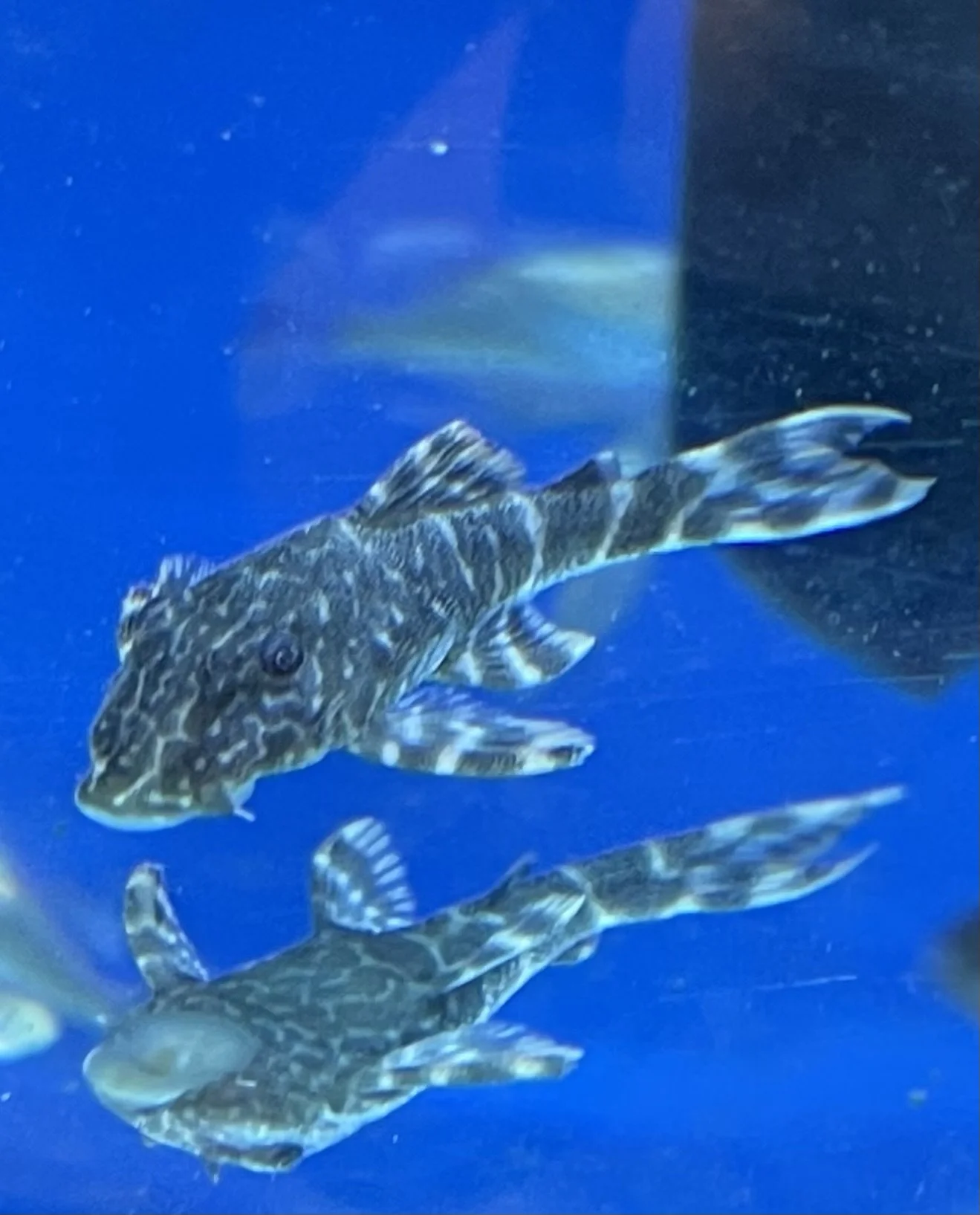 Two juvenile fish with striped markings swimming in an aquarium with blue water.