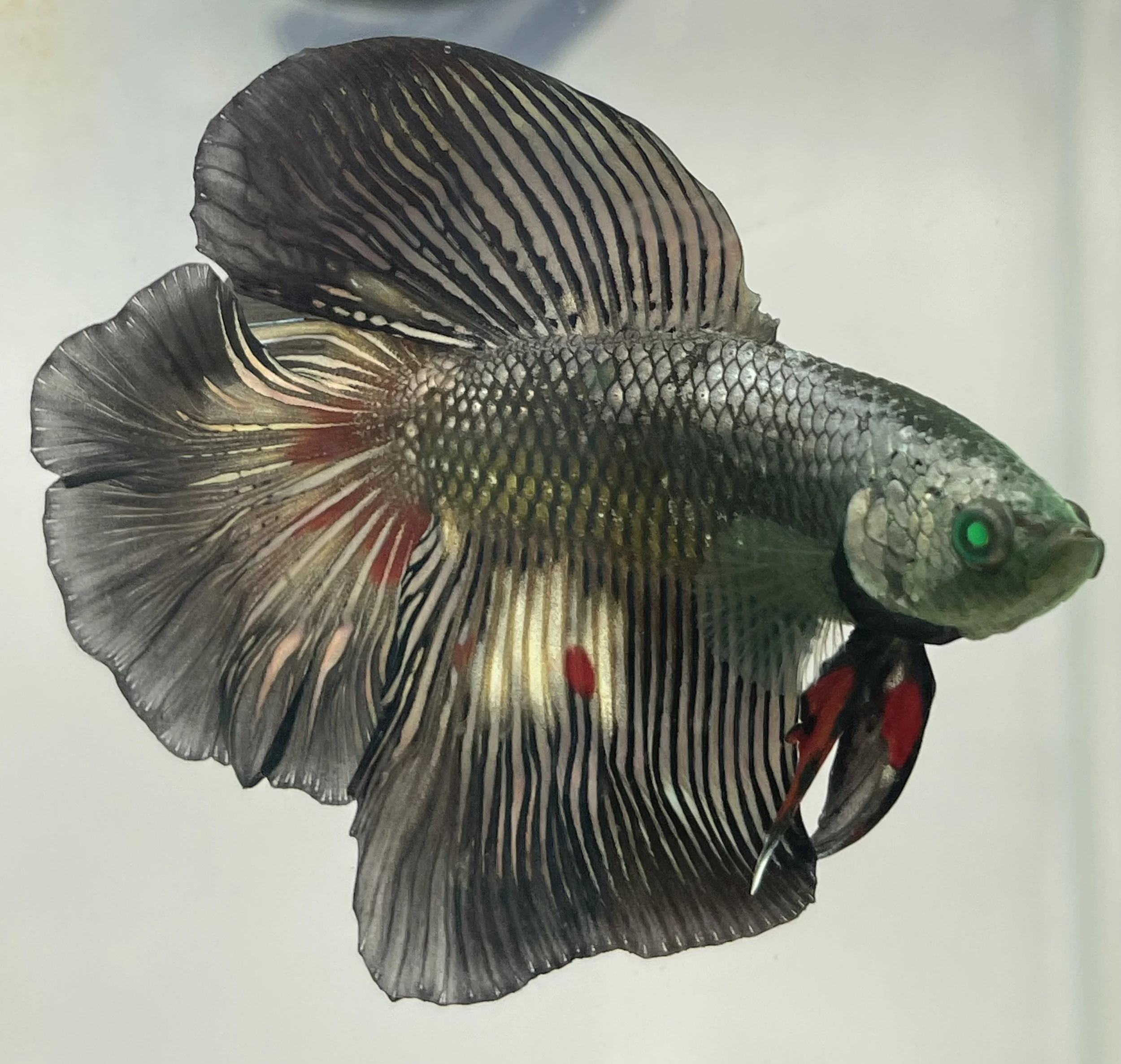 Close-up of a colorful betta fish with flowing fins and vibrant green eyes.