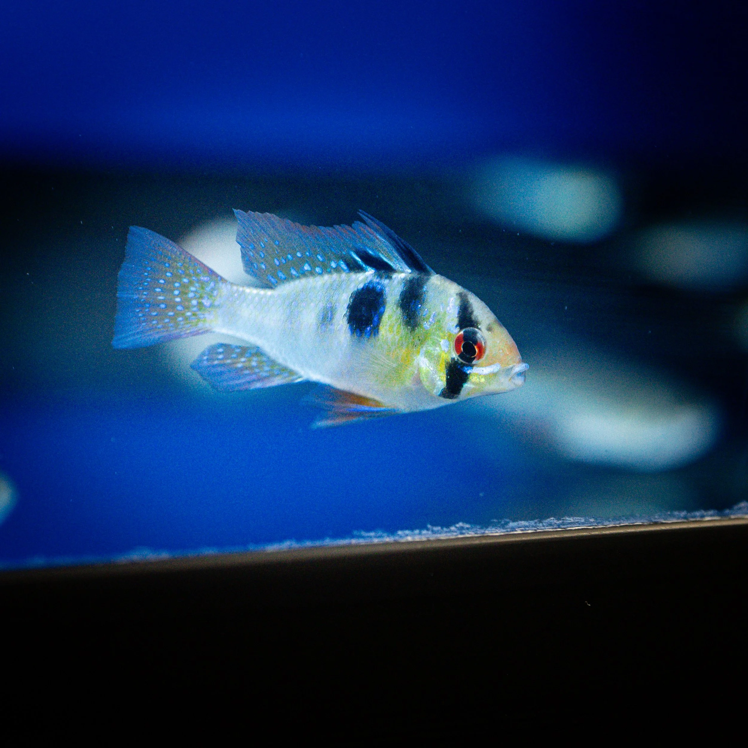 Colorful fish with yellow, black, and blue markings swimming in an aquarium.