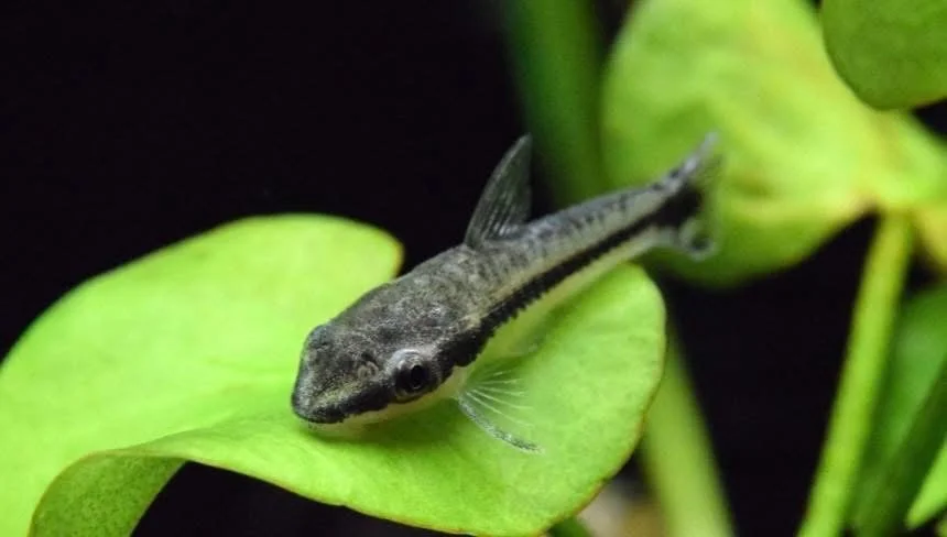A small fish resting on a green leaf with a black background.