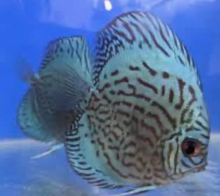 Close-up of a colorful discus fish with blue and black striped patterns swimming in an aquarium.
