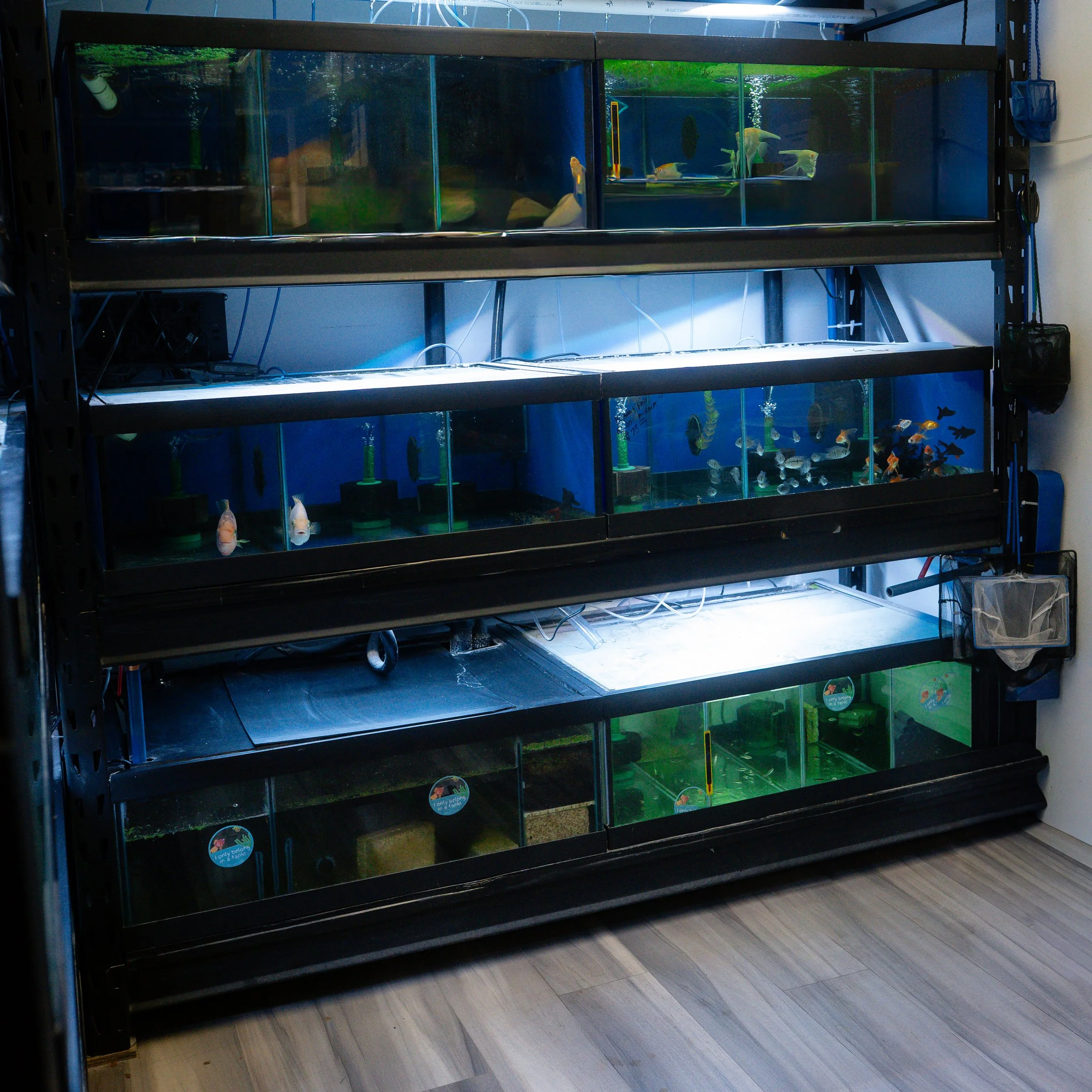 A multi-tiered black metal fish tank stand with rectangular tanks containing various freshwater fish, equipped with filtration and lighting systems, situated on a wood floor against a wall.