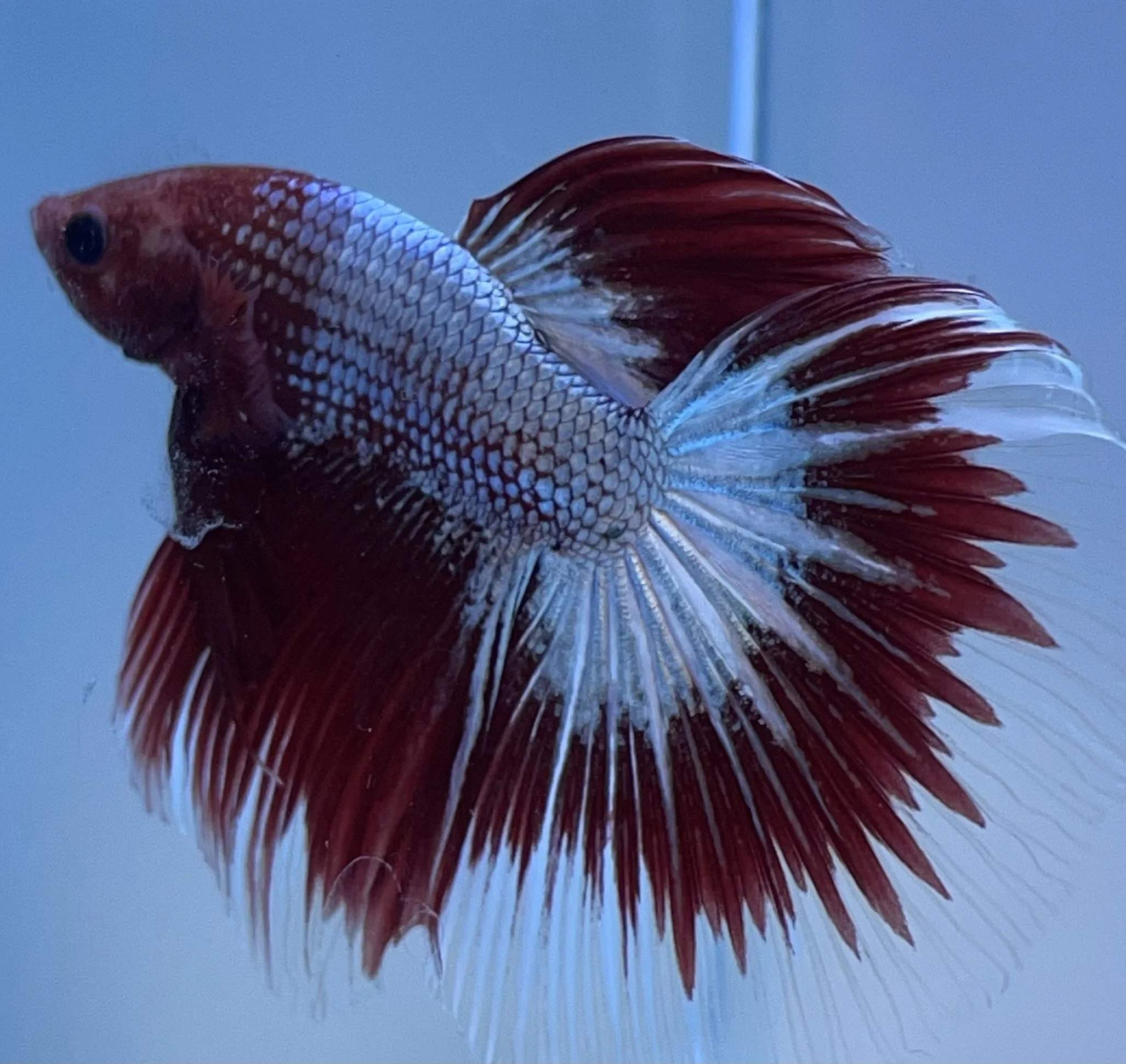 Close-up of a red and white Betta fish swimming in water