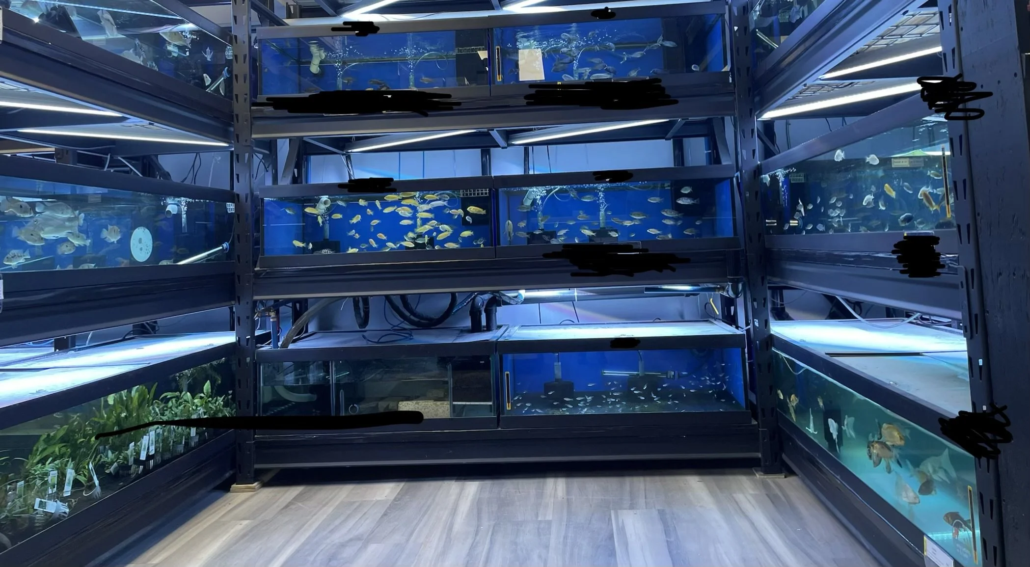 Aquarium tanks filled with fish and aquatic plants, stacked on metal shelves in a store.
