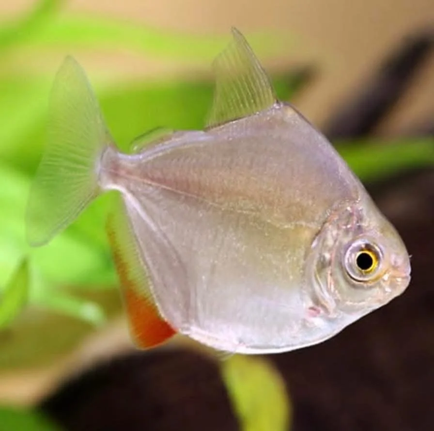 A small freshwater fish with a silvery body, yellow eyes, and a red-orange tail fin, swimming near green aquatic plants.