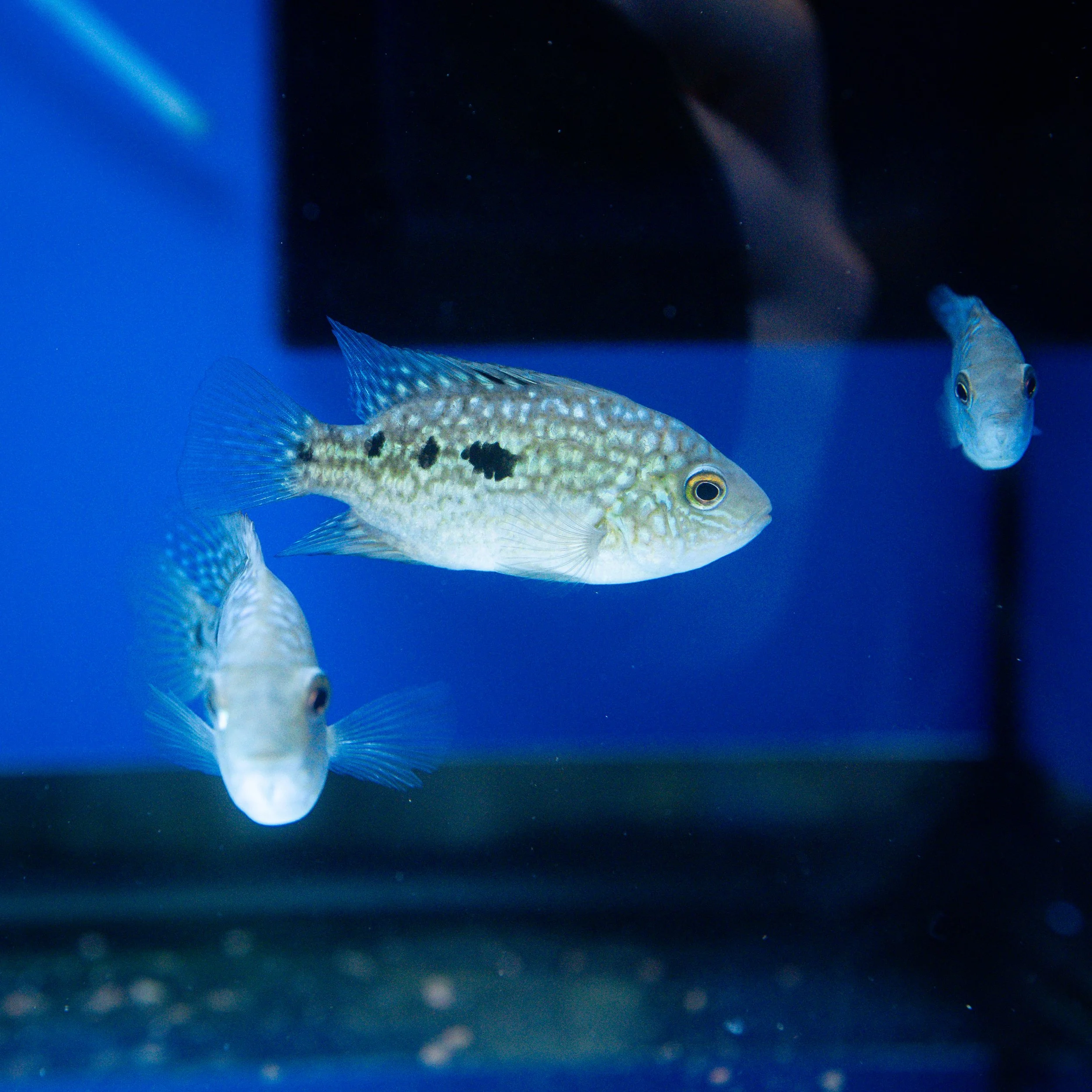 Three fish swimming in a blue aquarium tank