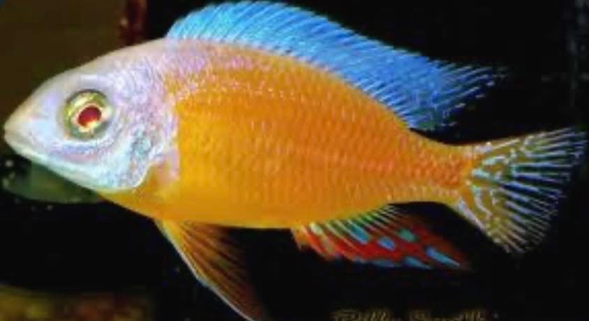 Colorful fish with an orange body, blue fin, and red and blue markings on its tail swimming in dark water.