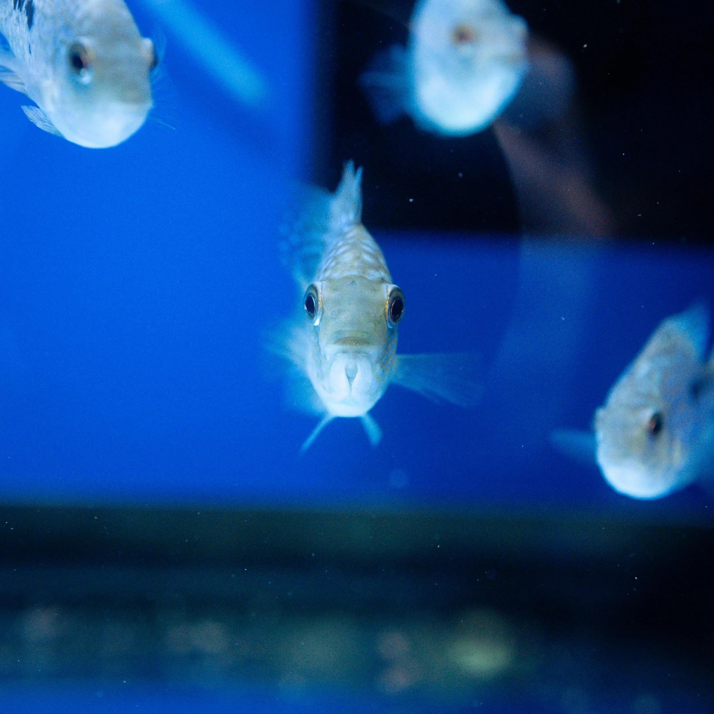 Close-up of several fish swimming in an aquarium with a blue background, with one fish prominently facing the camera.