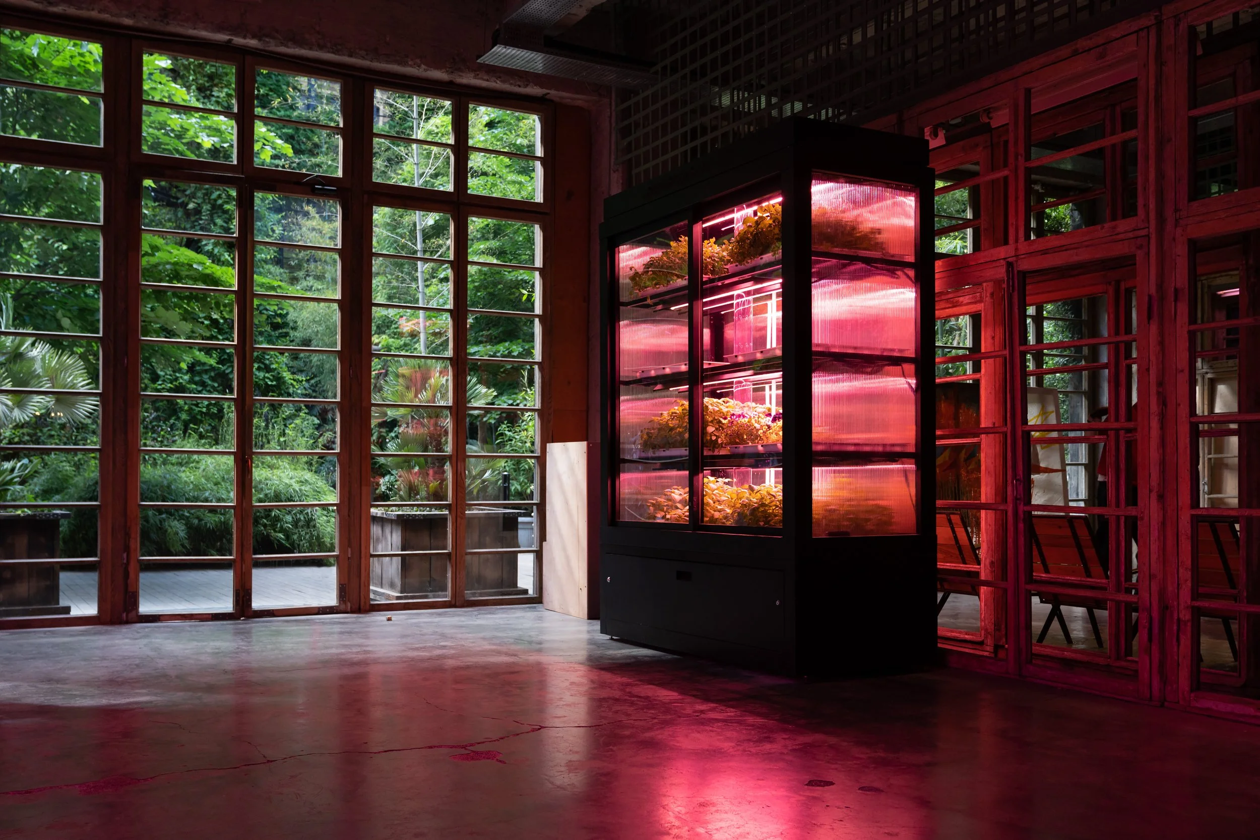 Indoor space with large wooden-framed windows showing lush green trees outside. A black vertical grow rack with illuminated shelves of plants inside. Pink LED grow lights are on the plants.