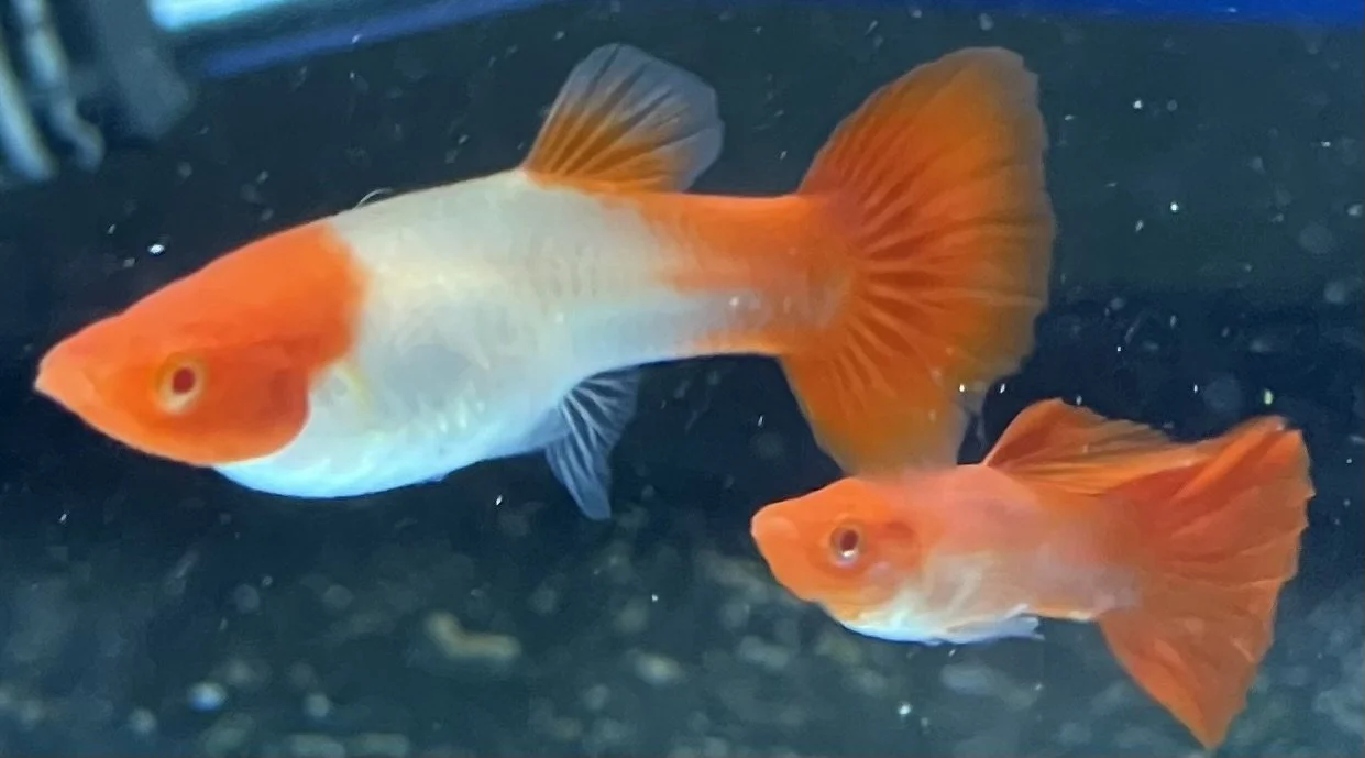 Two goldfish swimming in a dark aquarium.