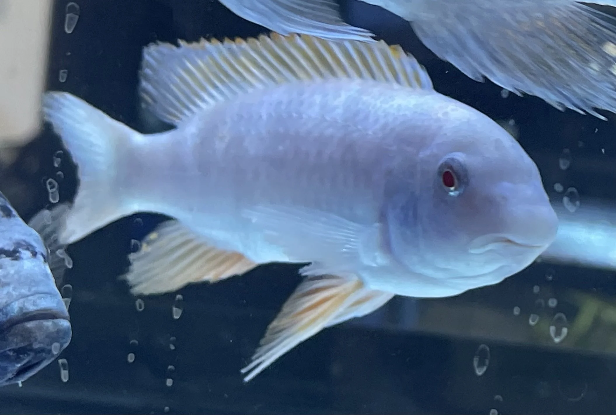A close-up of a white fish with a slightly pink hue, swimming underwater with other fish in the background.