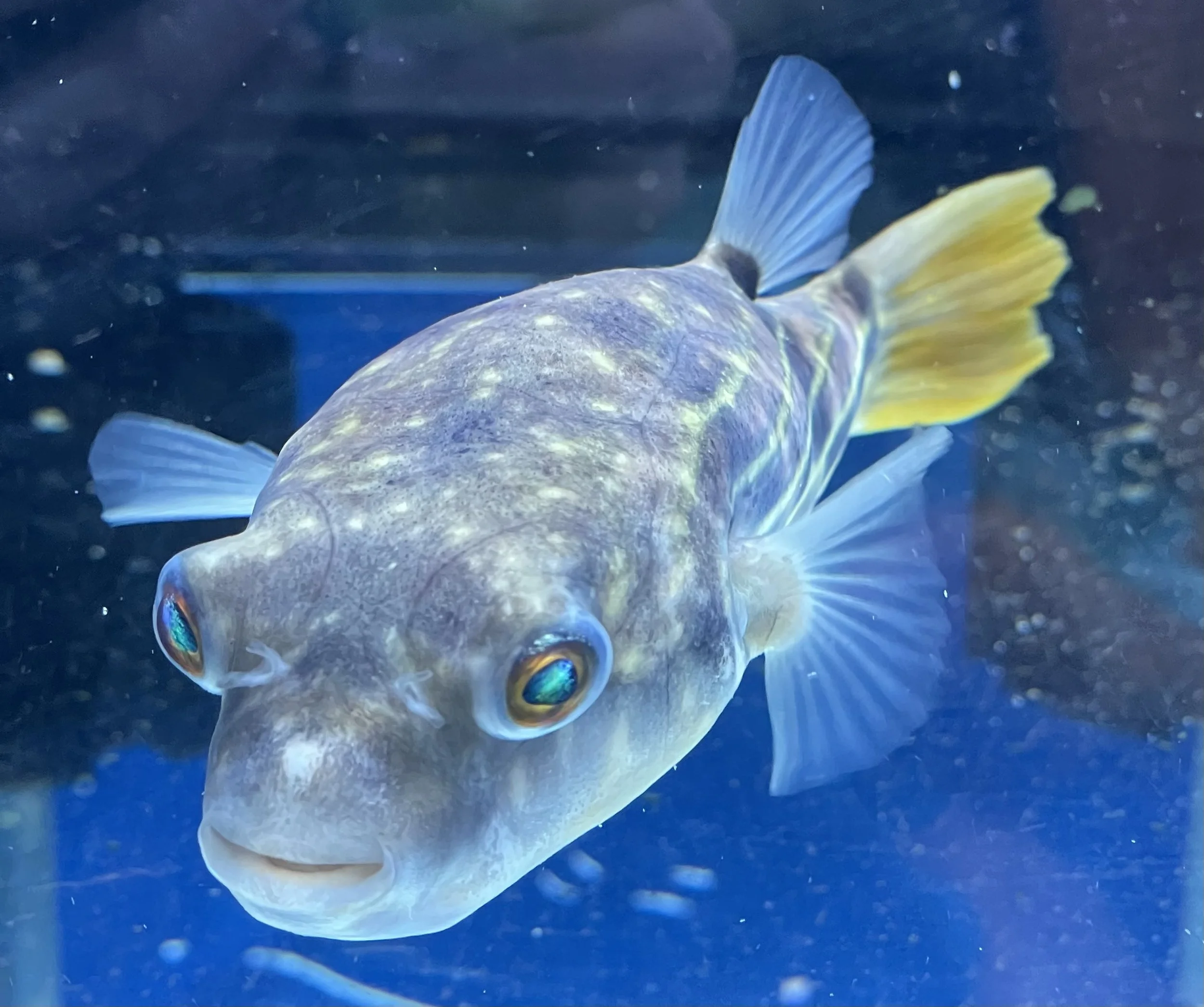 A close-up of a fish with yellow fins and bluish-gray body, swimming in an aquarium.