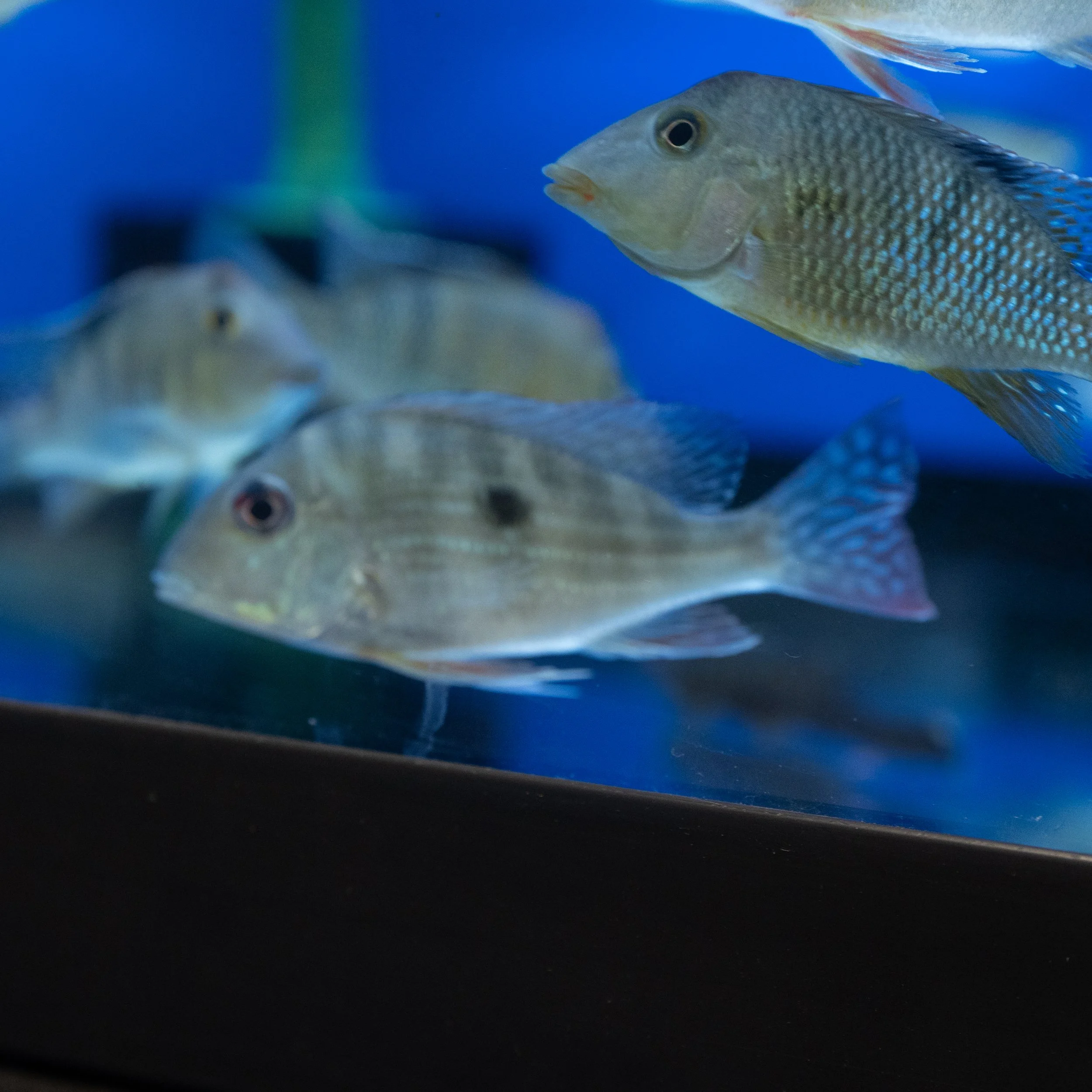 Several colorful fish swimming in an aquarium with a blue background.