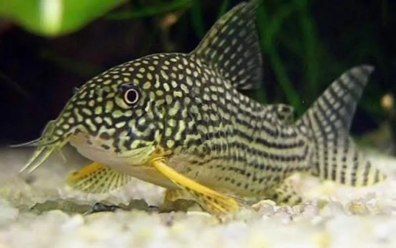 A close-up of a spotted fish with yellow fins and whisker-like barbels, resting on a sandy surface in an aquarium with green plants in the background.